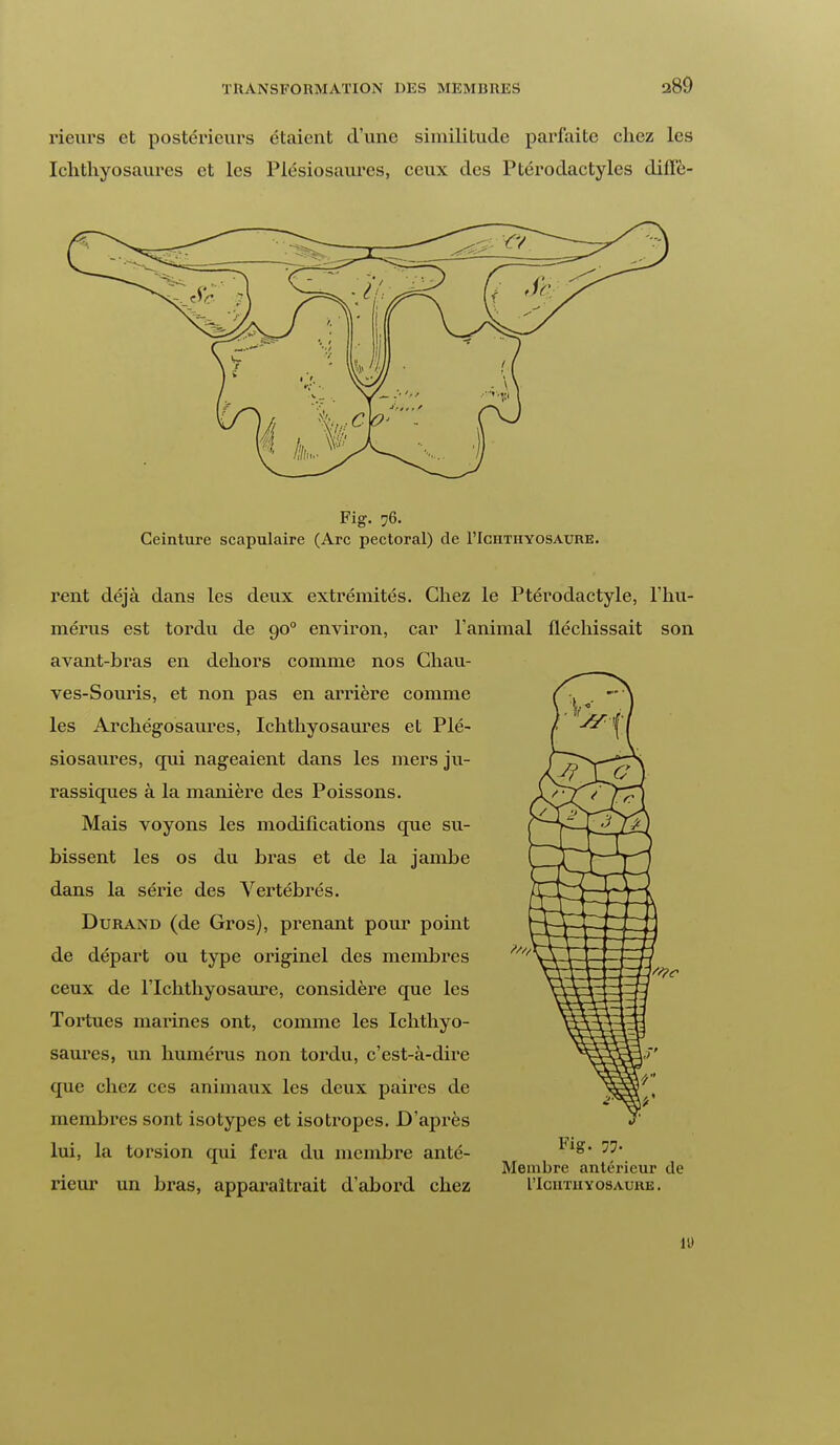 rieurs et postérieurs étaient d'une similitude parfaite chez les Ichthyosaures et les Plésiosaures, ceux des Ptérodactyles diflè- Fig. 76. Ceinture scapulaire (Arc pectoral) de I'Ichtiiyosaure. rent déjà dans les deux extrémités. Chez le Ptérodactyle, l'hu- mérus est tordu de 900 environ, car l'animal fléchissait son avant-bras en dehors comme nos Chau- ves-Souris, et non pas en arrière comme les Archégosaures, Ichthyosaures et Plé- siosaures, qui nageaient dans les mers ju- rassiques à la manière des Poissons. Mais voyons les modifications que su- bissent les os du bras et de la jambe dans la série des Vertébrés. Durand (de Gros), prenant pour point de départ ou type originel des membres ceux de I'Iciitiiyosaure, considère que les Tortues marines ont, comme les Ichthyo- saures, un humérus non tordu, c'est-à-dire que chez ces animaux les deux paires de membres sont isotypes et isotropes. D'après lui, la torsion qui fera du membre anté- rieur un bras, apparaîtrait d'abord chez Fig. 77. Membre antérieur de I'Iciitiiyosaure . Il)