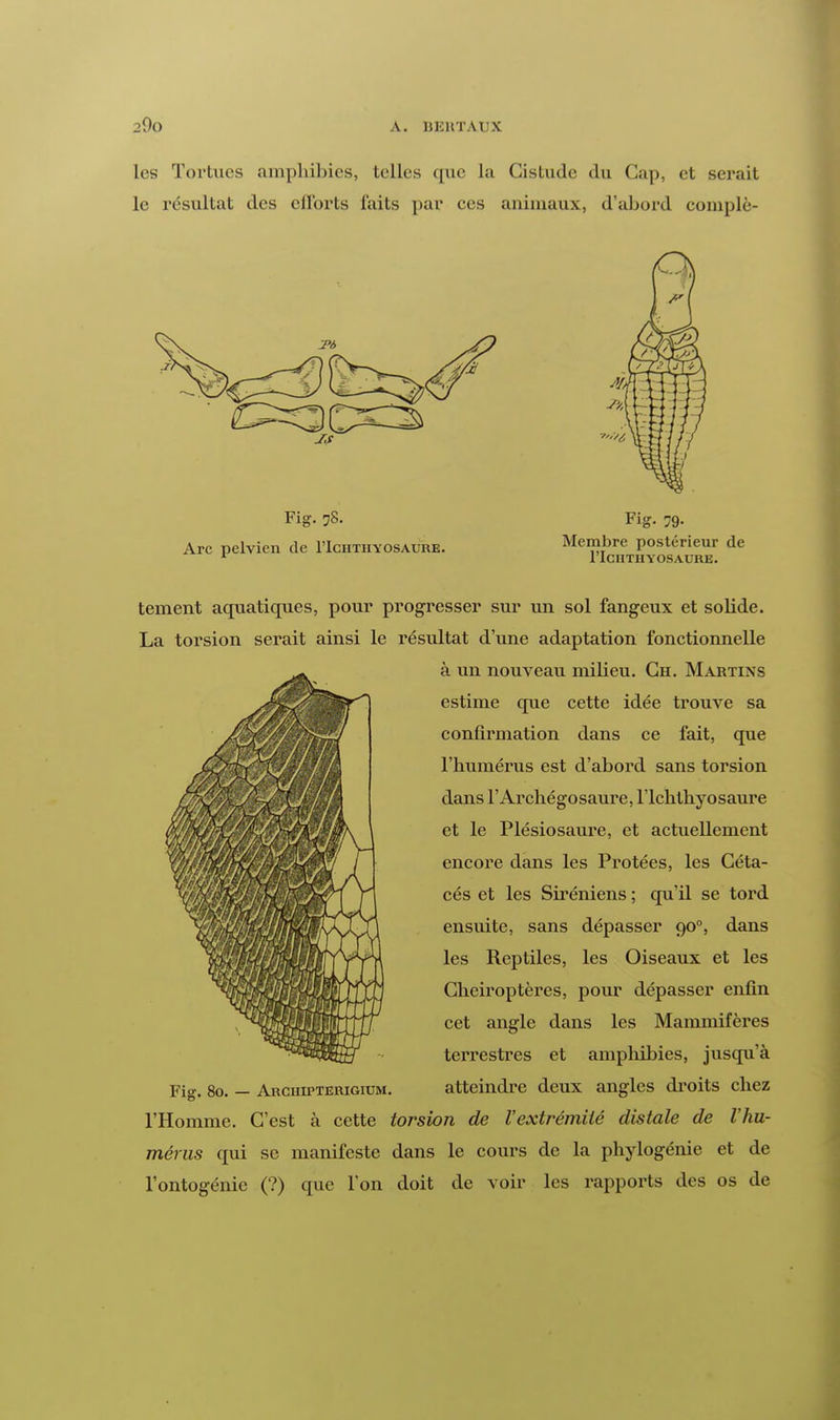 les Tortues amphibies, telles que La Gistude du Cap, et serait le résultat des eilbrts faits par ces animaux, d'abord complè- Fig. 78. Arc pelvien de I'Iciitiiyosaure. Fig. 79- Membre postérieur de I'Iciitiiyosaure. tement aquatiques, pour progresser sur un sol fangeux et solide. La torsion serait ainsi le résultat d'une adaptation fonctionnelle à un nouveau milieu. Ch. Martixs estime que cette idée trouve sa confirmation dans ce fait, que l'humérus est d'abord sans torsion dans l'Archégosaure, l'ichthyosaure et le Plésiosaure, et actuellement encore dans les Protées, les Céta- cés et les Siréniens ; qu'il se tord ensuite, sans dépasser 900, dans les Reptiles, les Oiseaux et les Chéiroptères, pour dépasser enfin cet angle dans les Mammifères terrestres et amphibies, jusqu'à Fig. 80. — Archiptërigium. atteindre deux angles droits chez l'Homme. C'est à cette torsion de l'extrémité distale de l'hu- mérus qui se manifeste dans le cours de la phylogénie et de l'ontogénie (?) que l'on doit de voir les rapports des os de