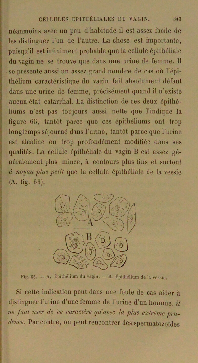 néanmoins avec un peu d’habitude il est assez facile de les distinguer l’un de l’autre. La chose est importante, puisqu’il est infiniment probable que la cellule épithéliale du vagin ne se trouve que dans une urine de femme. 11 se présente aussi un assez grand nombre de cas où l’épi- thélium caractéristique du vagin fait absolument défaut dans une urine de femme, précisément quand il n’existe aucun étal catarrhal. La distinction de ces deux épithé- liums n’est pas toujours aussi nette que l’indique la figure 65, tantôt parce que ces épithéliums ont trop longtemps séjourné dans l’urine, tantôt parce que l’urine est alcaline ou trop profondément modifiée dans ses qualités. La cellule épithéliale du vagin B est assez gé- néralement plus mince, à contours plus fins et surtout à noyau plus petit que la cellule épithéliale de la vessie (A. fig. 65). Si cette indication peut dans une foule de cas aider à distinguer l’urine d’une femme de l’urine d’un homme, il ne faut user de ce caractère qu'avec la plus extrême pru- dence. Par contre, on peut rencontrer des spermatozoïdes