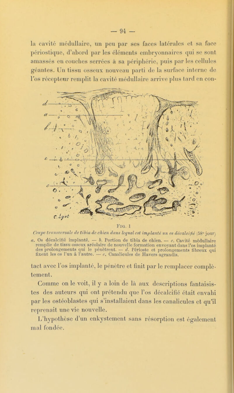 la cavité médullaire, un peu par ses faces latérales et sa face périostique, d'abord par les éléments embryonnaires qui se sont amassés en couches serrées à sa périphérie, puis par les cellules géantes. Un tissu osseux nouveau parti de la surface interne de l'os récepteur remplit la cavité médullaire arrive plus tard en con- Cinij)e trdnaversale de tibia de chien dcms leqvel est implanté un os décalcifié (58 jour) a. Os décalcifié implanté. — h. Portion de tibia de chien. — c. Cavité médullaire remplie de tissu osseux aréolaire de nouvelle formation envovant dans l'os implanté des prolongements qui le pénètrent. — d. Périoste et prolbnsements fibreux qui fixent les os l'un à l'autre. — e. Canalicules de Havers agrandis. tact avec l'os implanté, le pénètre et finit par le remplacer complè- tement. Comme on le voit, il y a loin de là aux descriptions fantaisis- tes des auteurs qui ont prétendu que l'os décalcifié était envahi par les ostéoblastes qui s'installaient dans les canalicules et qu'il reprenait une vie nouvelle. L'hypothèse d'un enkystement sans résorption est également mal fondée.