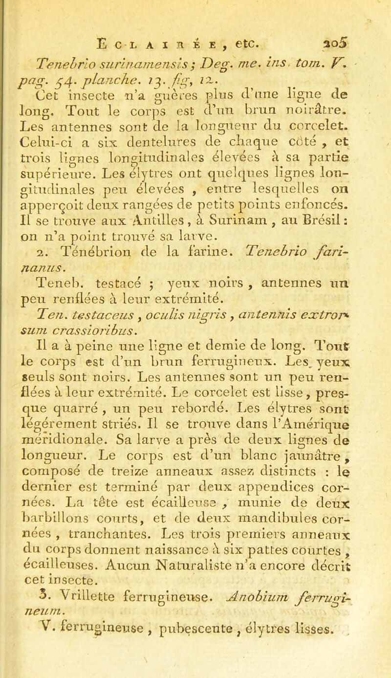 Tenehrlo siLrlnamensls; T)eg. me. ins. tom. , P et g. ^4- pLanche. 73. fig^ Z2,. Cet insecte n’a guèœs pins d’nne ligne de long. Tout le corps est d’un brun noirâtre. Les antennes sont de la longueur du corcelet. Celui-ci a six dentelures de chaque côté , et trois lignes longitudinales élevées à sa partie supérieure. Les élytres ont quelques lignes lon- gitudinales peu élevées , entre lesquelles on apperçoit deux rangées de petits points enfoncés. Il se trouve aux Antilles , à Surinam , au Brésil : on n’a point trouvé sa larve. 2. Ténébrion de la farine. Tenebrio farî- nanus. Teneb. testacé ; yeux noirs , antennes un peu renflées à leur extrémité. Teîi. testaceus , oculis nigris, antennis eætror*- sum crassioribus. Il a à peine une ligne et demie de long. Tout le corps est d’un brun ferrugineux. Les, yeux seuls sont noirs. Les antennes sont un peu ren- flées à leur extrémité. Le corcelet est lisse, pres- que quarré , un peu rebordé. I^es élytres sont légèrement striés. Il se trouve dans l’Amérique méridionale. Sa larve a près de deux lignes de longueur. Le corps est d’un blanc jaunâtre, composé de treiz.e anneaux assez distincts : le dernier est terminé par deux appendices cor- nées. La tête est écailleuse , munie de deux barbillons courts, et de deux mandibules cor- nées , tranchantes. Les trois premiers anneaux du corps donnent naissance six pattes courtes , écailleuses. Aucun Naturaliste n’a encore décrit cet insecte. 5. Vrillette ferrugineuse. Anobium ferrugi- neum. V. ferrugineuse , pubescente , élytres lisses.