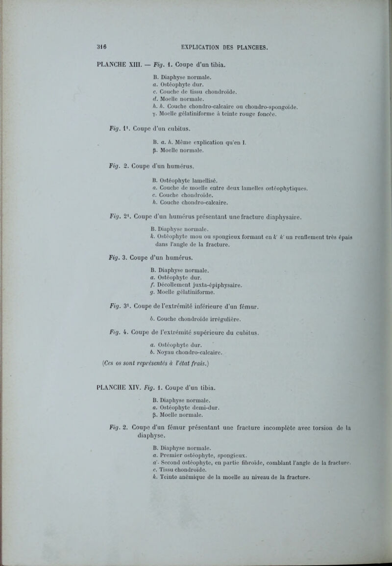 PLANCHE XIII. — Fig. 1. Coupe d’un tibia. B. Diaphyse normale. a. Ostéophyte dur. c. Couche de tissu chondroïde. d. Moelle normale. h. h. Couche chondro-calcaire ou chondro-spongoïde. y. Moelle gélatiniforme à teinte rouge foncée. Fig. I1. Coupe d’un cubitus. B. a. h. Même explication qu'en I. р. Moelle normale. Fig. 2. Coupe d’un humérus. B. Ostéophyte lamellisé. a. Couche de moelle entre deux lamelles ostéophytiques. с. Couche chondroïde. h. Couche chondro-calcaire. Fig. 2*. Coupe d’un humérus présentant une fracture diaphysaire. B. Diaphyse normale. k. Ostéophyte mou ou spongieux formant en le' le' un renllement très épais dans l’angle de la fracture. Fig. 3. Coupe d’un humérus. B. Diaphyse normale. a. Ostéophyte dur. f. Décollement juxta-épiphysaire. g. Moelle gélatiniforme. Fig. 31. Coupe de l’extrémité inférieure d’un fémur. b. Couche chondroïde irrégulière. Fig. 4. Coupe de l’extrémité supérieure du cubitus. a. Ostéophyte dur. b. Noyau chondro-calcaire. (Ces os sont représentés à l’état frais.) PLANCHE XIV. Fig. 1. Coupe d’un tibia. B. Diaphyse normale. a. Ostéophyte demi-dur. р. Moelle normale. Fig. 2. Coupe d’un fémur présentant une fracture incomplète avec torsion de la diaphyse. B. Diaphyse normale. a. Premier ostéophyte, spongieux. a'- Second ostéophyte, en partie fibroïde, comblant l’angle de la fracture. с. Tissu chondroïde. k. Teinte anémique de la moelle au niveau de la fracture.