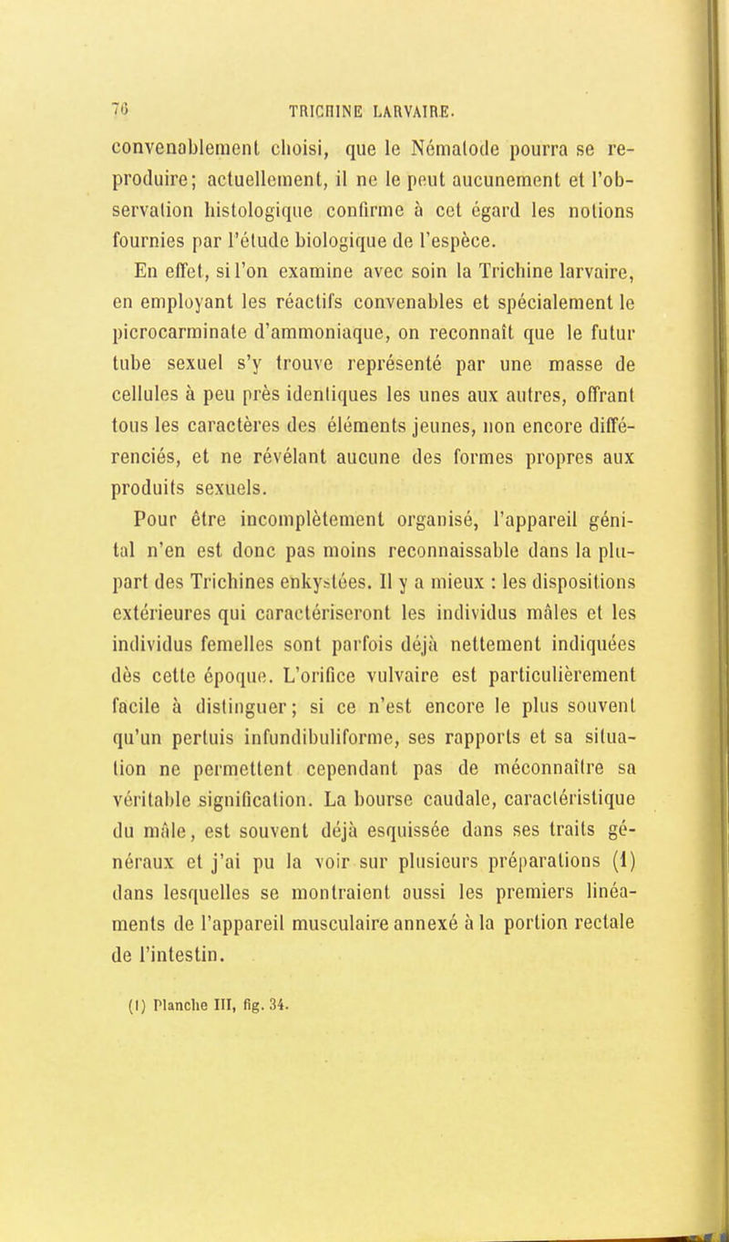 convenablement choisi, que le Némalode pourra se re- produire; actuellement, il ne le peut aucunement et l'ob- servation histologique confirme à cet égard les notions fournies par l'élude biologique de l'espèce. En effet, si l'on examine avec soin la Trichine larvaire, en employant les réactifs convenables et spécialement le picrocarminate d'ammoniaque, on reconnaît que le futur tube sexuel s'y trouve représenté par une masse de cellules à peu près identiques les unes aux autres, offrant tous les caractères des éléments jeunes, non encore diffé- renciés, et ne révélant aucune des formes propres aux produits sexuels. Pour être incomplètement organisé, l'appareil géni- tal n'en est donc pas moins reconnaissable dans la plu- part des Trichines enkystées. Il y a mieux : les dispositions extérieures qui caractériseront les individus mâles et les individus femelles sont parfois déjà nettement indiquées dès celte époque. L'orifice vulvaire est particulièrement facile à distinguer; si ce n'est encore le plus souvent qu'un pertuis infundibuliforme, ses rapports et sa situa- lion ne permettent cependant pas de méconnaître sa véritable signification. La bourse caudale, caractéristique du mâle, est souvent déjà esquissée dans ses traits gé- néraux et j'ai pu la voir sur plusieurs préparations (1) dans lesquelles se montraient aussi les premiers linéa- ments de l'appareil musculaire annexé à la portion rectale de l'intestin.