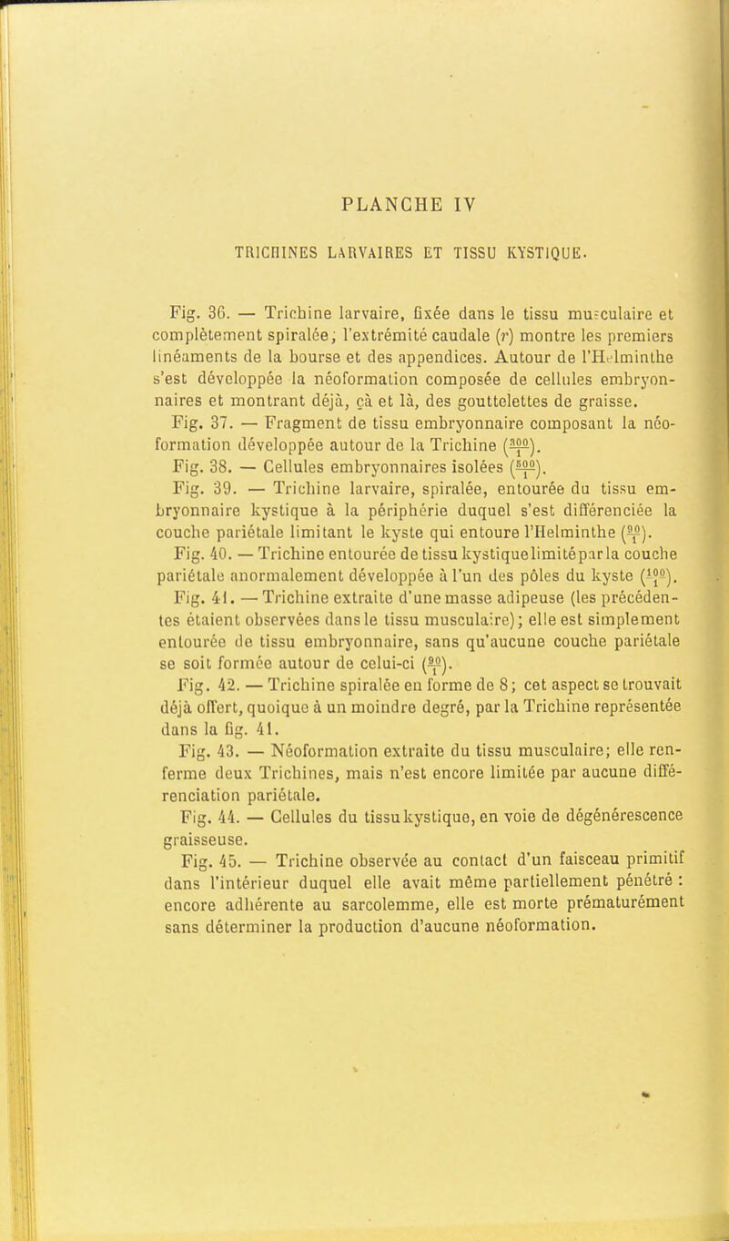 TRICHINES LARVAIRES ET TISSU KYSTIQUE. Fig. 36. — Trichine larvaire, fixée dans le tissu musculaire et complètement spiralée; l'extrémité caudale (r) montre les premiers linéaments de la bourse et des appendices. Autour de l'Helminlhe s'est développée la néoformalion composée de cellules embryon- naires et montrant déjà, çà et là, des gouttelettes de graisse. Fig. 37. — Fragment de tissu embryonnaire composant la néo- formation développée autour de la Trichine (^). Fig. 38. — Cellules embryonnaires isolées (^). Fig. 39. — Trichine larvaire, spiralée, entourée du tissu em- bryonnaire kystique à la périphérie duquel s'est différenciée la couche pariétale limitant le kyste qui entoure l'Helminthe [^]. Fig. 40. — Trichine entourée de tissu kystiquelimitéparla couche pariétale anormalement développée à l'un des pôles du kyste (ijs). Fig. 41. —Trichine extraite d'une masse adipeuse (les précéden- tes étaient observées dans le tissu musculaire); elle est simplement entourée de tissu embryonnaire, sans qu'aucune couche pariétale se soit formée autour de celui-ci (^). Fig. 42. — Trichine spiralée en forme de 8 ; cet aspect se trouvait déjà offert, quoique à un moindre degré, par la Trichine représentée dans la Dg. 41. Fig. 43. — Néoformation extraite du tissu musculaire; elle ren- ferme deux Trichines, mais n'est encore limitée par aucune diffé- renciation pariétale. Fig. 44. — Cellules du tissu kystique, en voie de dégénérescence graisseuse. Fig. 45. — Trichine observée au contact d'un faisceau primitif dans l'intérieur duquel elle avait même partiellement pénétré : encore adhérente au sarcolemme, elle est morte prématurément sans déterminer la production d'aucune néoformation.