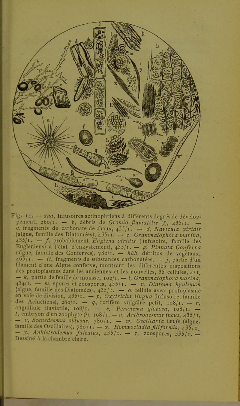 pement, 260/1. — b, débris de Gromio Jluviatilis (?), 435/i. — c, fragments de carbonate de chaux, 435/1. — ci, Navicula viridis (algue, famille des Diatomées), 435/1. — e, Grainmatophora marina, 435/1. •—/, probablement Eugluna viridis ( infusoire, famille des Eugleniens) à l'état d'enkystement), 435/1. — g, Pinnata Conferva (algue, famille des Conferves), 780/1. — h/ih, détritus de végétaux, 465/1. — ii, fragments de substances carbonatées. — y, partie d'un filament d'une Algue conferve, montrant les différentes dispositions des protoplasmes dans les anciennes et les nouvelles, 35 cellules, 4/r, — />, partie de feuille de mousse, 102/1. — /, Grammatophora marina, 434/1. — w, spores et zoospores, 435/1. — n, Diatoma hyalinum (algue, famille des Diatomées), 435/1. — o, cellule avec protoplasme en voie de division, 435/i. — p, Oxytricha lingua (infusoire, famille ■ des Acinétiens), 260/1. — q, rotifère vulgaire petit, 108/1. — r, anguillule fluviatile, 108/1. — s, Peranema globosa, 108/1. — t, embryon d'un zoophyte (?), 108/1. — u, Arthrodcsmiis inctis, 435/r, — V, Scenedesmus obtustis, 780/1. — jv, Oscillaria tei^i's .(algue, famille des Oscillaires;, 780/1. — sr, Homœocladia filiformis, /i35/i — j, Ankislrodemus falcalus, 435/1. — ^, zoospores, 335/i. — Dessiné à la chambre claire.