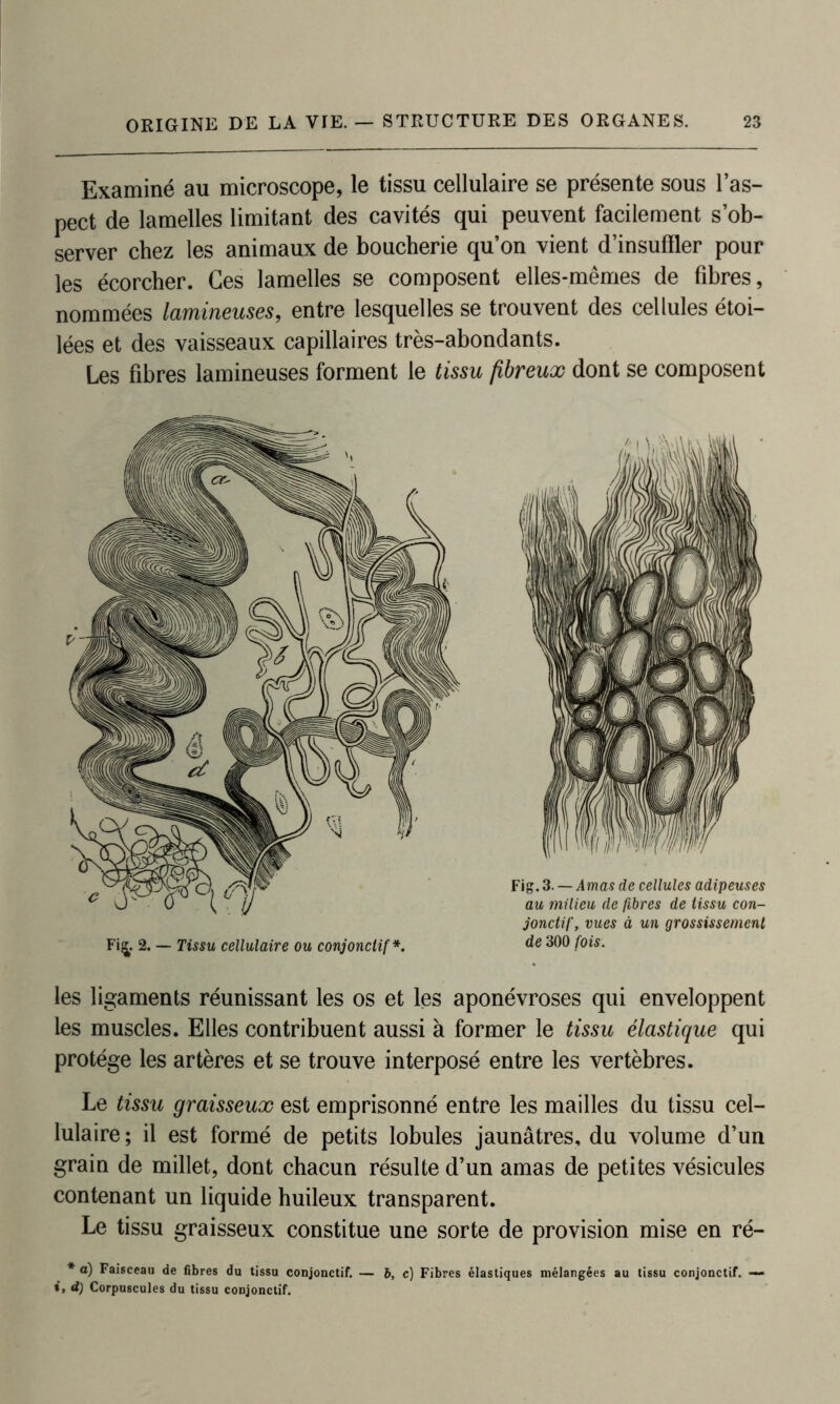 Examiné au microscope, le tissu cellulaire se présente sous l’as- pect de lamelles limitant des cavités qui peuvent facilement s’ob- server chez les animaux de boucherie qu’on vient d’insuffler pour les écorcher. Ces lamelles se composent elles-mêmes de fibres, nommées lamineuses, entre lesquelles se trouvent des cellules étoi- lées et des vaisseaux capillaires très-abondants. Les fibres lamineuses forment le tissu fibreux dont se composent Fi^. 2. — Tissu cellulaire ou conjonctif *. Fig. 3. — Amas de cellules adipeuses au milieu de fibres de tissu con- jonctif, vues à un grossissement de 300 fois: les ligaments réunissant les os et les aponévroses qui enveloppent les muscles. Elles contribuent aussi à former le tissu élastique qui protège les artères et se trouve interposé entre les vertèbres. Le tissu graisseux est emprisonné entre les mailles du tissu cel- lulaire; il est formé de petits lobules jaunâtres, du volume d’un grain de millet, dont chacun résulte d’un amas de petites vésicules contenant un liquide huileux transparent. Le tissu graisseux constitue une sorte de provision mise en ré- * à) Faisceau de fibres du tissu conjonctif. — b, c) Fibres élastiques mélangées au tissu conjonctif. — », d) Corpuscules du tissu conjonctif.