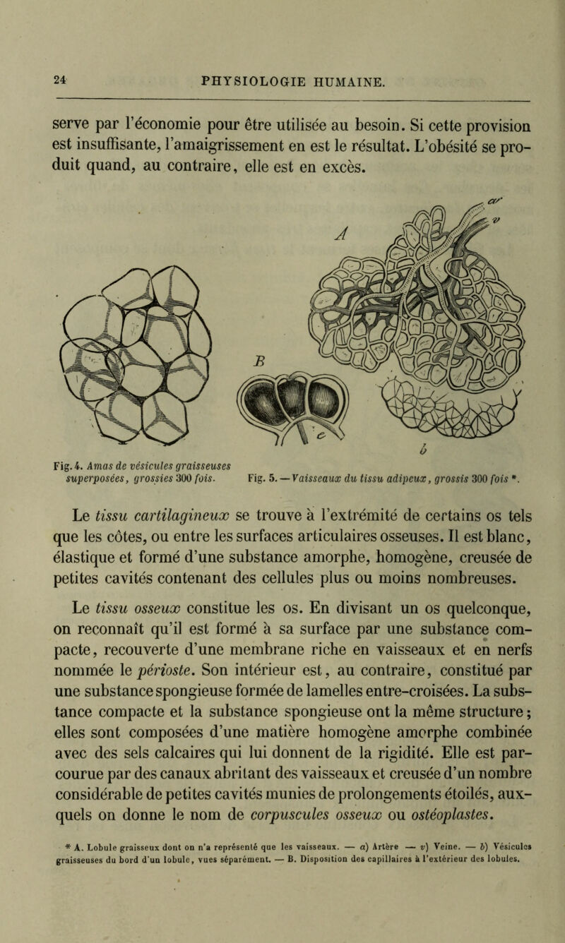 serve par l’économie pour être utilisée au besoin. Si cette provision est insuffisante, l’amaigrissement en est le résultat. L’obésité se pro- duit quand, au contraire, elle est en excès. Le tissu cartilagineux se trouve à l’extrémité de certains os tels que les côtes, ou entre les surfaces articulaires osseuses. Il est blanc, élastique et formé d’une substance amorphe, homogène, creusée de petites cavités contenant des cellules plus ou moins nombreuses. Le tissu osseux constitue les os. En divisant un os quelconque, on reconnaît qu’il est formé à sa surface par une substance com- pacte, recouverte d’une membrane riche en vaisseaux et en nerfs nommée le périoste. Son intérieur est, au contraire, constitué par une substance spongieuse formée de lamelles entre-croisées. La subs- tance compacte et la substance spongieuse ont la même structure ; elles sont composées d’une matière homogène amorphe combinée avec des sels calcaires qui lui donnent de la rigidité. Elle est par- courue par des canaux abritant des vaisseaux et creusée d’un nombre considérable de petites cavités munies de prolongements étoilés, aux- quels on donne le nom de corpuscules osseux ou ostéoplastes. * A. Lobule graisseux dont on n’a représenté que les vaisseaux. — a) Artère — v) Veine. — l) Vésicules graisseuses du bord d'un lobule, vues séparément. — B. Disposition des capillaires à l’extérieur des lobules.