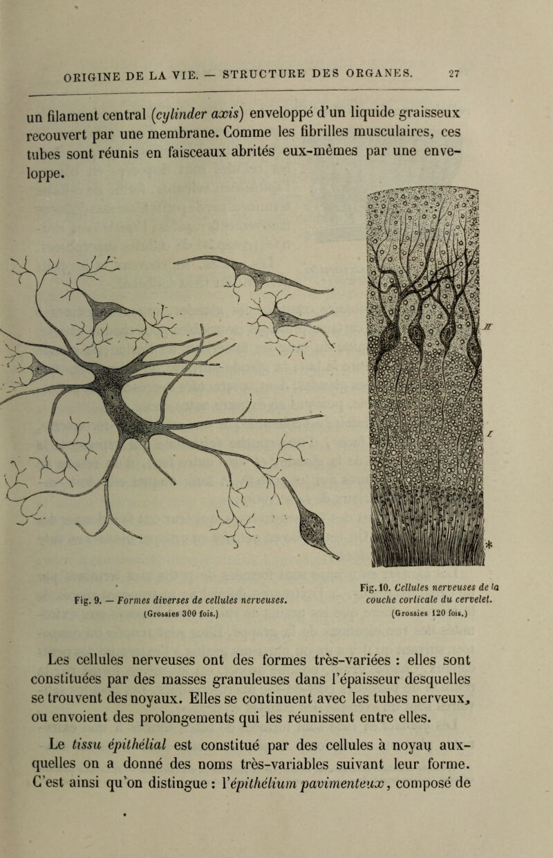 un filament central (cylinder axis) enveloppé d’un liquide graisseux recouvert par une membrane. Comme les fibrilles musculaires, ces tubes sont réunis en faisceaux abrités eux-mêmes par une enve- loppe. Fig. 10. Cellules nerveuses de la Fig. 9. — Formes diverses de cellules nerveuses. couche corticale du cervelet. (Grossies 300 fois.) (Grossies 120 fois.) Les cellules nerveuses ont des formes très-variées : elles sont constituées par des masses granuleuses dans l’épaisseur desquelles se trouvent des noyaux. Elles se continuent avec les tubes nerveux., ou envoient des prolongements qui les réunissent entre elles. Le tissu épithélial est constitué par des cellules à noyau aux- quelles on a donné des noms très-variables suivant leur forme. C’est ainsi qu’on distingue: Y épithélium pavimenteux, composé de