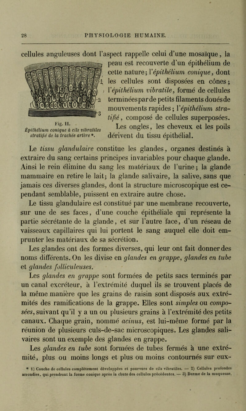 cellules anguleuses dont l’aspect rappelle celui d’une mosaïque, la peau est recouverte d’un épithélium de cette nature; Y épithélium conique, dont les cellules sont disposées en cônes ; Y épithélium vibratile, formé de cellules terminéesparde petits filaments douésde mouvements rapides ; Y épithélium stra- tifié, composé de cellules superposées. ÊpitMiumcmuficiUviHames LeS 0nSleS.’ leS cheTCUX et leS P°‘ls stratifié de la trachée artère*. dérivent du tisSU épithélial. Le tissu glandulaire constitue les glandes, organes destinés à extraire du sang certains principes invariables pour chaque glande. Ainsi le rein élimine du sang les matériaux de l’urine ; la glande mammaire en retire le lait; la glande salivaire, la salive, sans que jamais ces diverses glandes, dont la structure microscopique est ce- pendant semblable, puissent en extraire autre chose. Le tissu glandulaire est constitué par une membrane recouverte, sur une de ses faces, d’une couche épithéliale qui représente la partie sécrétante de la glande, et sur l’autre face, d’un réseau de vaisseaux capillaires qui lui portent le sang auquel elle doit em- prunter les matériaux de sa sécrétion. Les glandes ont des formes diverses, qui leur ont fait donner des noms differents. On les divise en glandes en grappe, glandes en tube et glandes folliculeuses. Les glandes en grappe sont formées de petits sacs terminés par un canal excréteur, à l’extrémité duquel ils se trouvent placés de la même manière que les grains de raisin sont disposés aux extré- mités des ramifications de la grappe. Elles sont simples ou compo- sées, suivant qu’il y a un ou plusieurs grains à l’extrémité des petits canaux. Chaque grain, nommé acinus, est lui-même formé par la réunion de plusieurs culs-de-sac microscopiques. Les glandes sali- vaires sont un exemple des glandes en grappe. Les glandes en tube sont formées de tubes fermés à une extré- mité, plus ou moins longs et plus ou moins contournés sur eux- * 1) Couche de cellules complètement développées et pourvues de cils vibratiles. — 2) Cellules profondes arrondies, qui prendront la forme conique après la chute des cellules précédentes. — 3) Derme de la muqueuse.