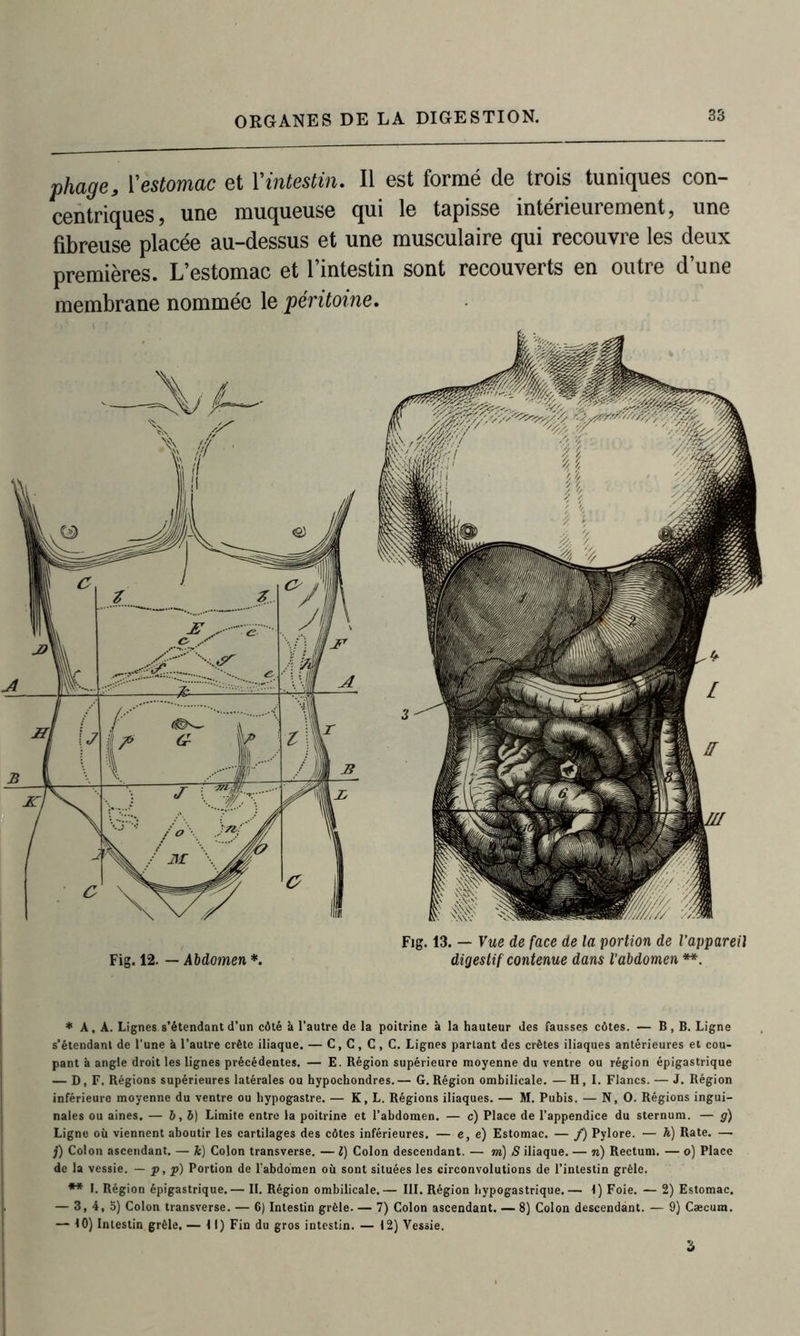 ORGANES DE LA DIGESTION. phage, l'estomac et Y intestin. Il est formé de trois tuniques con- centriques, une muqueuse qui le tapisse intérieurement, une fibreuse placée au-dessus et une musculaire qui recouvre les deux premières. L’estomac et l’intestin sont recouverts en outre d’une membrane nommée le péritoine. * A, A. Lignes s’étendant d’un côté à l’autre de la poitrine à la hauteur des fausses côtes. — B, B. Ligne s’étendant de l’une à l’autre crête iliaque. — C, C, C , C. Lignes partant des crêtes iliaques antérieures et cou- pant à angle droit les lignes précédentes. — E. Région supérieure moyenne du ventre ou région épigastrique — D, F. Régions supérieures latérales ou hypochondres.— G.Région ombilicale. —H, I. Flancs. — J. Région inférieure moyenne du ventre ou hypogastre. — K, L. Régions iliaques. — M. Pubis. — N, O. Régions ingui- nales ou aines. — b, 5) Limite entre la poitrine et l’abdomen. — c) Place de l’appendice du sternum. — g) Ligne où viennent aboutir les cartilages des côtes inférieures. — e, e) Estomac. — f) Pylore. — h) Rate. — j) Colon ascendant. — Je) Colon transverse. — l) Colon descendant. — m) S iliaque. — ri) Rectum. — o) Place de la vessie. — p, p) Portion de l'abdomen où sont situées les circonvolutions de l’intestin grêle. ** I. Région épigastrique.— II. Région ombilicale.— III. Région hypogastrique.— 1) Foie. — 2) Estomac. — 3,4,5) Colon transverse. — 6) Intestin grêle. — 7) Colon ascendant. — 8) Colon descendant. — 9) Cæcum. — 10) Intestin grêle. — II) Fin du gros intestin. — 12) Vessie. 3