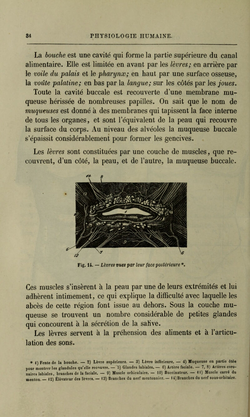 La bouche est une cavité qui forme la partie supérieure du canal alimentaire. Elle est limitée en avant par les lèvres; en arrière par le voile du palais et le pharynx; en haut par une surface osseuse, la voûte palatine; en bas par la langue; sur les côtés par les joues. Toute la cavité buccale est recouverte d’une membrane mu- queuse hérissée de nombreuses papilles. On sait que le nom de muqueuses est donné à des membranes qui tapissent la face interne de tous les organes, et sont l’équivalent de la peau qui recouvre la surface du corps. Au niveau des alvéoles la muqueuse buccale s’épaissit considérablement pour former les gencives. Les lèvres sont constituées par une couche de muscles, que re- couvrent, d’un côté, la peau, et de l’autre, la muqueuse buccale. Fig. 14. — Lèvres vues par leur face postérieure *. Ces muscles s’insèrent à la peau par une de leurs extrémités et lui adhèrent intimement, ce qui explique la difficulté avec laquelle les abcès de cette région font issue au dehors. Sous la couche mu- queuse se trouvent un nombre considérable de petites glandes qui concourent à la sécrétion de la sahve. Les lèvres servent à la préhension des aliments et à l’articu- lation des sons. * 4) Fente de la bouche. — 2) Lèvre supérieure. — 3) Lèvre inférieure. — 4) Muqueuse en partie ôtée pour montrer les glandules qu’elle recouvre. — 5) Glandes labiales. — 6) Artère faciale. — 7, 8) Artères coro- naires labiales, branches de la faciale. — 9) Muscle orbiculaire. — 10) Buccinateur. — 11) Muscle carré du menton. — 12) Élévateur des lèvres. — 13) Branches du nerf mentonnier. — 14) Branches du nerf sous-orbitaire.