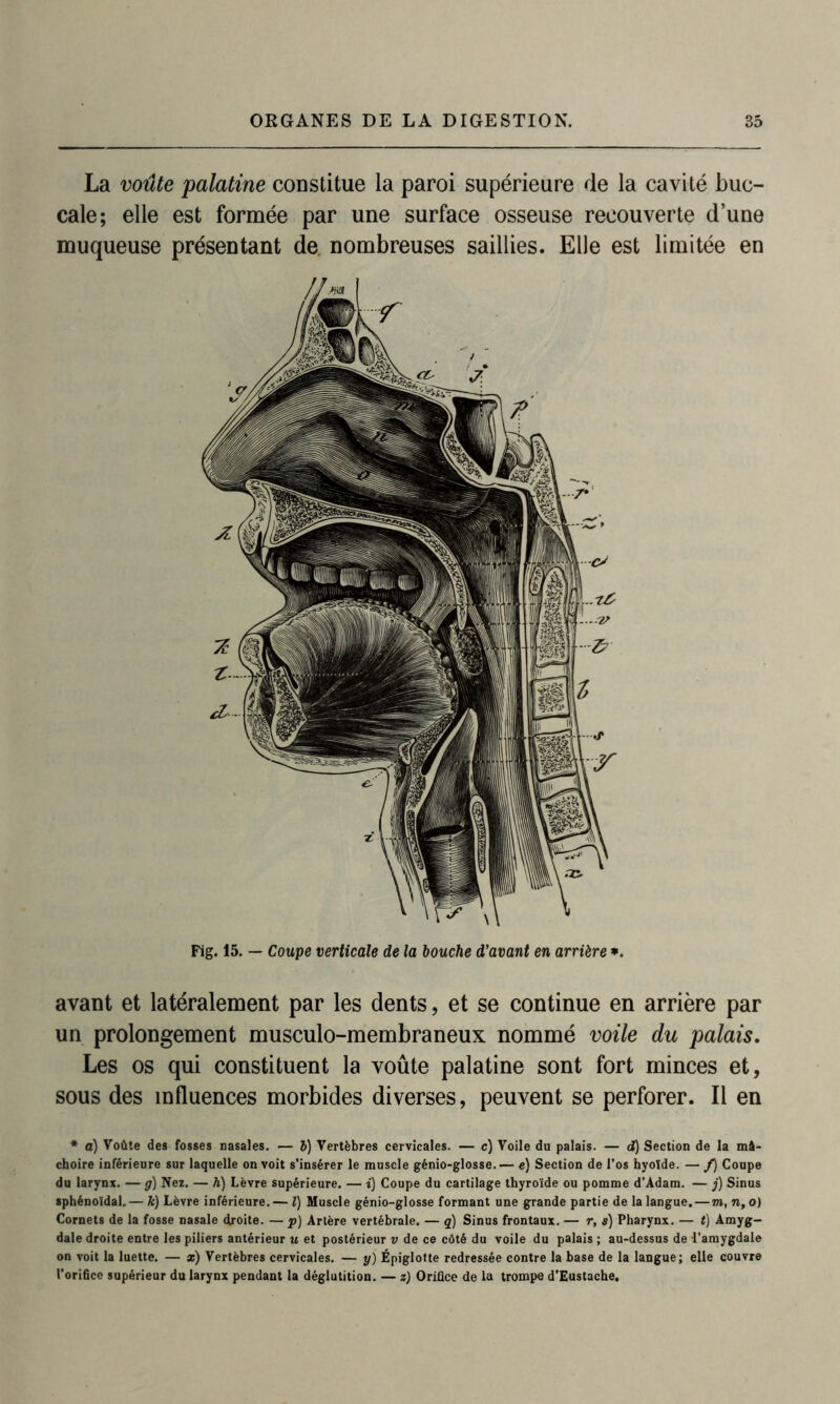 La voûte palatine constitue la paroi supérieure de la cavité buc- cale; elle est formée par une surface osseuse recouverte d’une muqueuse présentant de nombreuses saillies. Elle est limitée en Fig. 15. — Coupe verticale de la bouche d’avant en arrière *. avant et latéralement par les dents, et se continue en arrière par un prolongement musculo-membraneux nommé voile du palais. Les os qui constituent la voûte palatine sont fort minces et, sous des influences morbides diverses, peuvent se perforer. Il en * à) Voûte des fosses nasales. — 5) Vertèbres cervicales. — c) Voile du palais. — d) Section de la mâ- choire inférieure sur laquelle on voit s’insérer le muscle génio-glosse.— e) Section de l’os hyoïde. — f) Coupe du larynx. — g) Nez. — h) Lèvre supérieure. — i) Coupe du cartilage thyroïde ou pomme d’Adam. — j) Sinus sphénoïdal.— k) Lèvre inférieure.— ï) Muscle génio-glosse formant une grande partie de la langue. — m, n, o) Cornets de la fosse nasale droite. — p) Artère vertébrale. — q) Sinus frontaux. — r, s) Pharynx. — t) Amyg- dale droite entre les piliers antérieur u et postérieur v de ce côté du voile du palais ; au-dessus de -l’amygdale on voit la luette. — as) Vertèbres cervicales. — y) Épiglotte redressée contre la base de la langue; elle couvre l’orifice supérieur du larynx pendant la déglutition. — z) Orifice de la trompe d’Eustache.