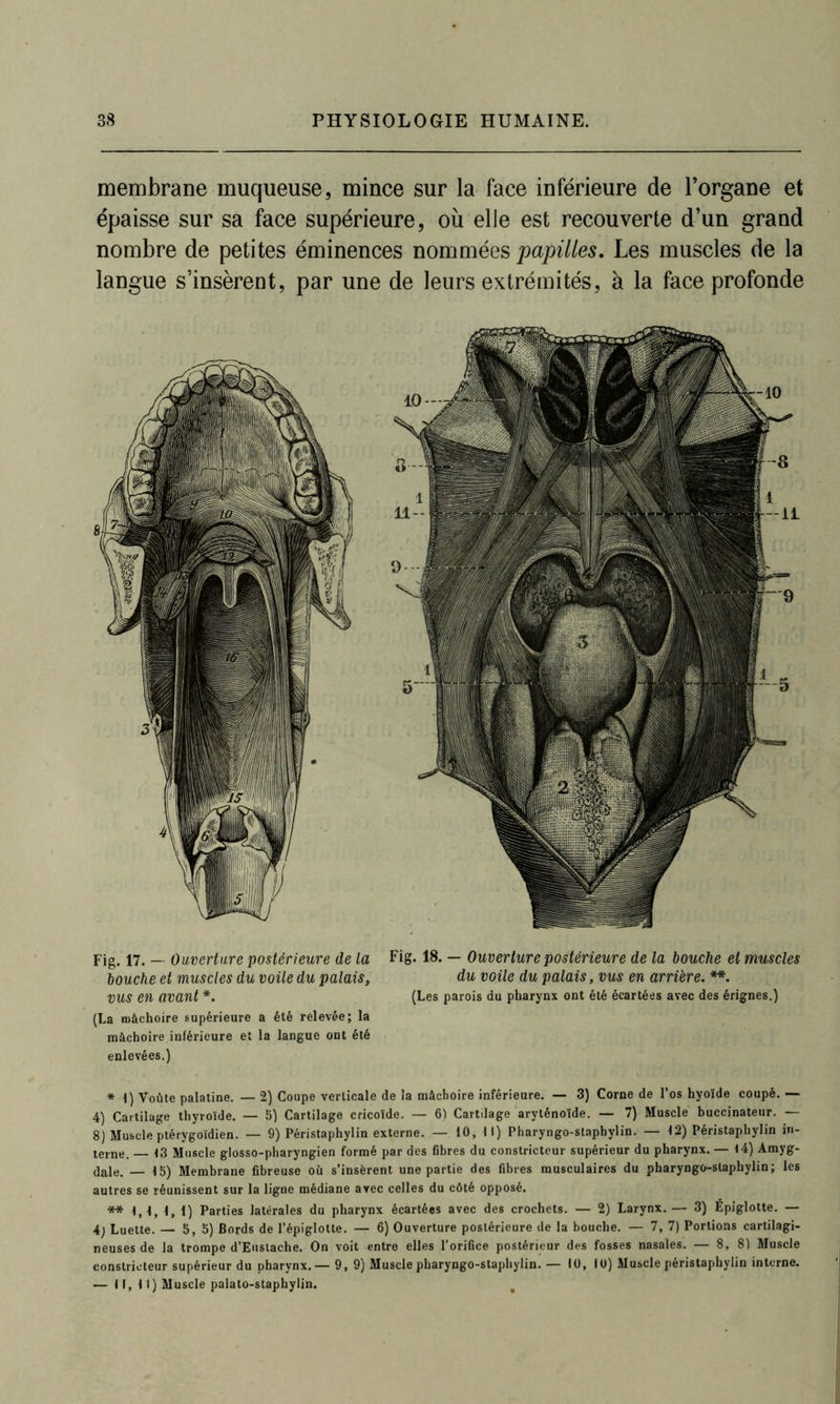 membrane muqueuse, mince sur la face inférieure de l’organe et épaisse sur sa face supérieure, où elle est recouverte d’un grand nombre de petites éminences nommées 'papilles. Les muscles de la langue s’insèrent, par une de leurs extrémités, à la face profonde Fig. 17. — Ouverture postérieure de la Fig-18. — Ouverture postérieure de la bouche et muscles bouche et muscles du voile du palais, du voile du palais, vus en arrière. **. VUS en avant *. (Les parois du pharynx ont été écartées avec des érignes.) (La mâchoire supérieure a été relevée; la mâchoire inférieure et la langue ont été enlevées.) * 1) Voûte palatine. — 2) Coupe verticale de la mâchoire inférieure. — 3) Corne de l’os hyoïde coupé. — 4) Cartilage thyroïde. — 5) Cartilage cricoïde. — 6) Cartilage aryténoïde. — 7) Muscle buccinateur. — 8) Muscle ptérygoïdien. — 9) Péristaphylin externe. — 10, 11) Pharyngo-staphylin. — 12) Péristaphylin in- terne. — 13 Muscle glosso-pharyngien formé par des fibres du constricteur supérieur du pharynx. — 14) Amyg- dale. — t5) Membrane fibreuse où s’insèrent une partie des fibres musculaires du pharyngo-staphylin; les autres se réunissent sur la ligne médiane avec celles du côté opposé. ** 1,1, I, 1) Parties latérales du pharynx écartées avec des crochets. — 2) Larynx.— 3) Épiglotte. — 4; Luette. — 5,5) Bords de l’épiglotte. — 6) Ouverture postérieure de la bouche. — 7, 7) Portions cartilagi- neuses de la trompe d’Euslache. On voit entre elles l’orifice postérieur des fosses nasales. — 8, 8) Muscle constricteur supérieur du pharynx.— 9, 9) Muscle pharyngo-staphylin. — 10, 10) Muscle péristaphylin interne. — Il, 11) Muscle palato-staphylin.