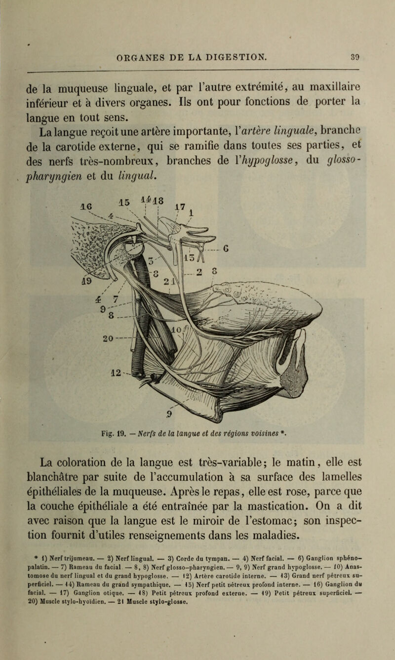 de la muqueuse linguale, et par l’autre extrémité, au maxillaire inférieur et à divers organes. Ils ont pour fonctions de porter la langue en tout sens. La langue reçoit une artère importante, l’artère linguale, branche de la carotide externe, qui se ramifie dans toutes ses parties, et des nerfs très-nombreux, branches de Yhypoglosse, du glosso- pharyngien et du lingual. La coloration de la langue est très-variable ; le matin, elle est blanchâtre par suite de l’accumulation à sa surface des lamelles épithéliales de la muqueuse. Après le repas, elle est rose, parce que la couche épithéliale a été entraînée par la mastication. On a dit avec raison que la langue est le miroir de l’estomac; son inspec- tion fournit d’utiles renseignements dans les maladies. * 1) Nerf trijumeau. — 2) Nerf lingual. — 3) Corde du tympan. — 4) Nerf facial. — 6) Ganglion sphéno- palalin. — 7) Rameau du facial. — 8,8) Nerf glosso-pharyngien. — 9, 9) Nerf grand hypoglosse. — 10) Anas- tomose du nerf lingual et du grand hypoglosse. — 12) Artère carotide interne. — 13) Grand nerf pétreux su- perficiel. — 14) Rameau du grand sympathique. — 15) Nerf petit Détreux profond interne. — 16) Ganglion du facial. — 17) Ganglion otique. — 18) Petit pétreux profond externe. — 19) Petit pétreux superficiel. — 20) Muscle stylo-hyoïdien. — 21 Muscle stylo-glosse.