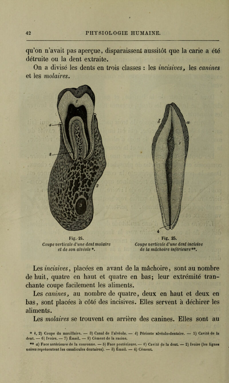qu’on n’avait pas aperçue, disparaissent aussitôt que la carie a été détruite ou la dent extraite. On a divisé les dents en trois classes : les incisives, les canines et les molaires. Fig. 2L Fig. 25. Coupe verticale d’une dent molaire Coupe verticale d’une dent incisive et de son alvéole *. de la mâchoire inférieure**. Les incisives, placées en avant de la mâchoire, sont au nombre de huit, quatre en haut et quatre en bas; leur extrémité tran- chante coupe facilement les aliments. Les canines, au nombre de quatre, deux en haut et deux en bas, sont placées à côté des incisives. Elles servent à déchirer les aliments. Les molaires se trouvent en arrière des canines. Elles sont au *1,2) Coupe du maxillaire. — 3) Canal de l'alvéole. — 4) Périoste alvéolo-dentaire. — 5) Cavité de la dent. — 6) Ivoire. — 7) Émail. — 8) Cément de la racine. ** a) Face antérieure de la couronne. — b) Face postérieure.— 1) Cavité de la dent. — 2) Ivoire (les lignes noires représentent les canalicules dentaires). — 3) Émail. — 4) Cément.
