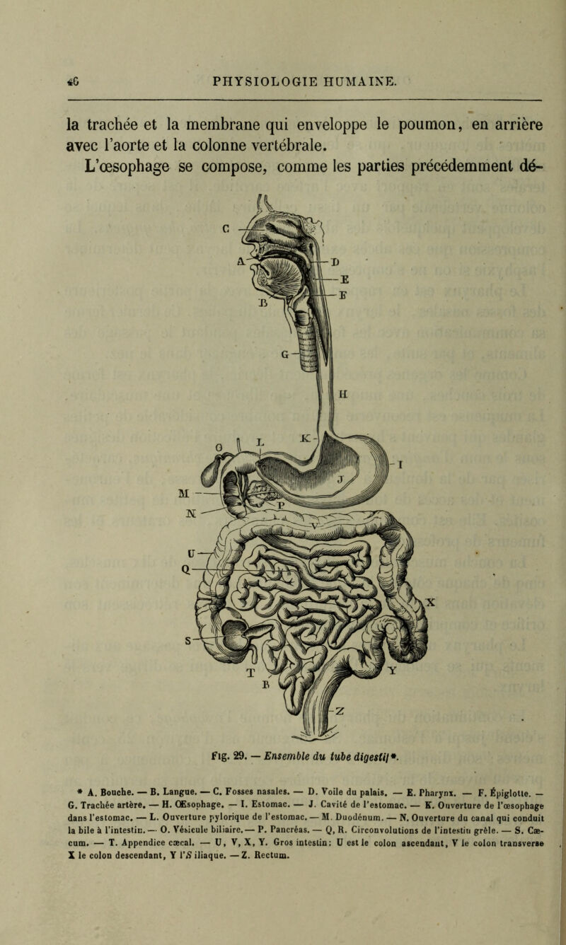 la trachée et la membrane qui enveloppe le poumon, en arrière avec l’aorte et la colonne vertébrale. L’œsophage se compose, comme les parties précédemment dé- fig. 29. — Ensemble du tube digestif. * A. Bouche. — B. Langue. — C. Fosses nasales. — D. Voile du palais. — E. Pharynx. — F. Épiglotte. — G. Trachée artère. — H. Œsophage. — I. Estomac. — J. Cavité de l’estomac. — F. Ouverture de l’œsophage dans l’estomac. — L. Ouverture pylorique de l’estomac. — M. Duodénum. — N. Ouverture du canal qui conduit la bile à l’intestin.— O. Vésicule biliaire.— P. Pancréas. — Q, R. Circonvolutions de l’intestin grêle. — S. Cæ- cum. — T. Appendice cæcal. — U, V, X, Y. Gros intestin: U est le colon ascendant, V le colon transverse X le colon descendant, Y l’S iliaque. —Z. Rectum.