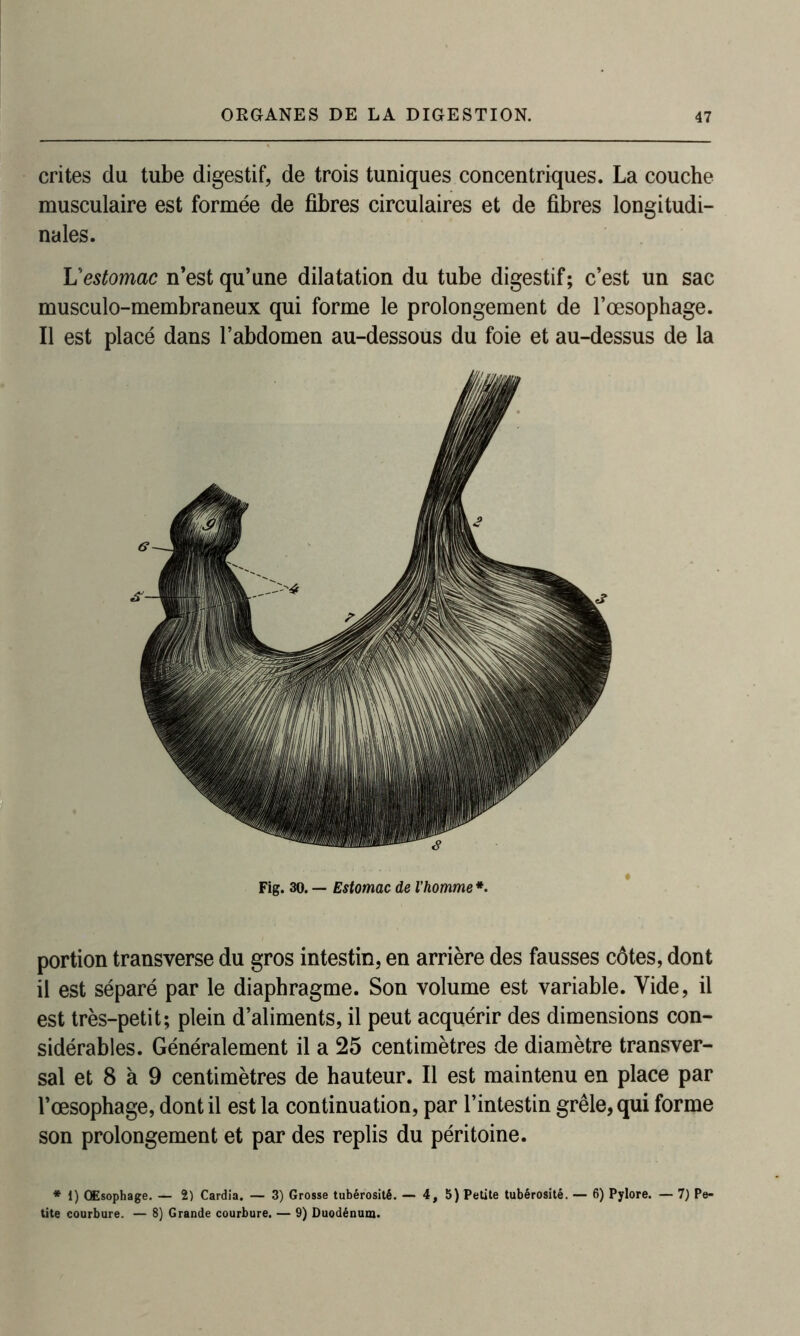 crites du tube digestif, de trois tuniques concentriques. La couche musculaire est formée de fibres circulaires et de fibres longitudi- nales. L'estomac n’est qu’une dilatation du tube digestif; c’est un sac musculo-membraneux qui forme le prolongement de l’œsophage. Il est placé dans l’abdomen au-dessous du foie et au-dessus de la Fig. 30. — Estomac de l'homme *. portion transverse du gros intestin, en arrière des fausses côtes, dont il est séparé par le diaphragme. Son volume est variable. Vide, il est très-petit; plein d’aliments, il peut acquérir des dimensions con- sidérables. Généralement il a 25 centimètres de diamètre transver- sal et 8 à 9 centimètres de hauteur. Il est maintenu en place par l’œsophage, dont il est la continuation, par l’intestin grêle, qui forme son prolongement et par des replis du péritoine. * 1) Œsophage. — 2) Cardia. — 3) Grosse tubérosité. — 4,5) Petite tubérosité. — 6) Pylore. — 7) Pe- tite courbure. — 8) Grande courbure. — 9) Duodénum.