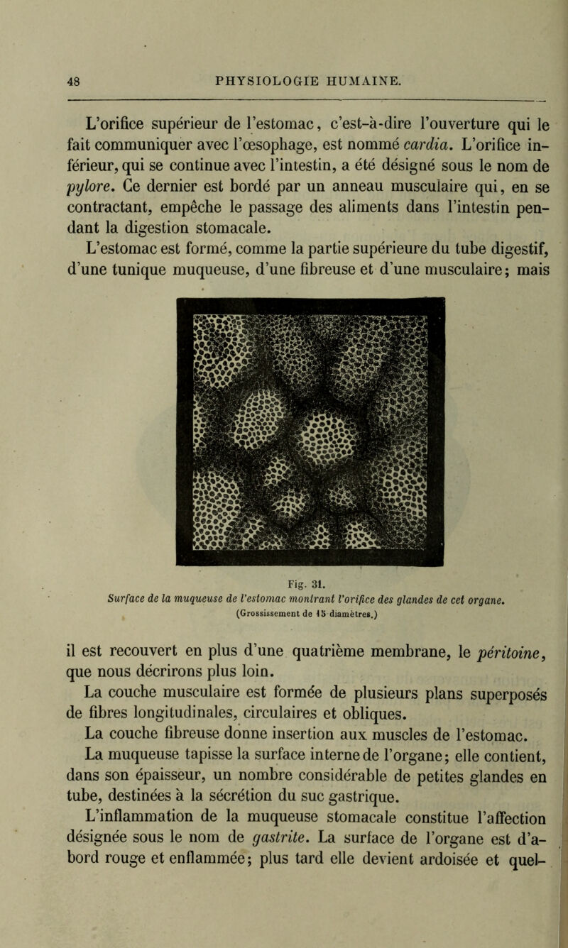 L’orifice supérieur de l’estomac, c’est-à-dire l’ouverture qui le fait communiquer avec l’œsophage, est nommé cardia. L’orifice in- férieur, qui se continue avec l’intestin, a été désigné sous le nom de pylore. Ce dernier est bordé par un anneau musculaire qui, en se contractant, empêche le passage des aliments dans l’intestin pen- dant la digestion stomacale. L’estomac est formé, comme la partie supérieure du tube digestif, d’une tunique muqueuse, d’une fibreuse et d’une musculaire; mais Fig. 31. Surface de la muqueuse de l’estomac montrant l’orifice des glandes de cet organe. (Grossissement de \ 5 diamètres.) il est recouvert en plus d’une quatrième membrane, le péritoine, que nous décrirons plus loin. La couche musculaire est formée de plusieurs plans superposés de fibres longitudinales, circulaires et obliques. La couche fibreuse donne insertion aux muscles de l’estomac. La muqueuse tapisse la surface interne de l’organe; elle contient, dans son épaisseur, un nombre considérable de petites glandes en tube, destinées à la sécrétion du suc gastrique. L’inflammation de la muqueuse stomacale constitue l’affection désignée sous le nom de gastrite. La surface de l’organe est d’a- bord rouge et enflammée ; plus tard elle devient ardoisée et quel-