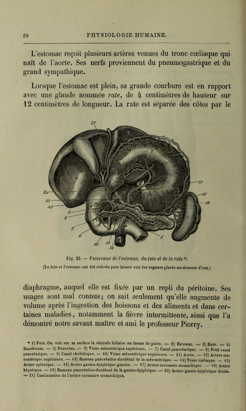 L’estomac reçoit plusieurs artères venues du tronc cœliaque qui naît de l’aorte. Ses nerfs proviennent du pneumogastrique et du grand sympathique. Lorsque l’estomac est plein, sa grande courbure est en rapport avec une glande nommée rate, de 4 centimètres de hauteur sur 12 centimètres de longueur. La rate est séparée des côtes par le (Le foie et l'estomac ont été relevés pour laisser voir les organes placés au-dessous d’eux.) diaphragme, auquel elle est fixée par un repli du péritoine. Ses usages sont mal connus ; on sait seulement qu elle augmente de volume après l’ingestion des boissons et des aliments et dans cer- taines maladies, notamment la fièvre intermittente, ainsi que l’a démontré notre savant maître et ami le professeur Piorry. * 1) Foie. On voit sur sa surface la vésicule biliaire en forme de poire. — 2) Estomac. 3) Rate. 4) Duodénum. — 5) Pancréas. — 6) Veine mésentérique supérieure. — 7) Canal pancréatique. — 8) Petit canal pancréatique. — 9) Canal cholédoque. — 10) Veine mésentérique supérieure. 11) Aorte. 12) Artère mé- sentérique supérieure. — 13) Rameau pancréatico-duodénal dé la mésentérique. 14) Tronc cœliaque. 15) Artère splénique. — 16) Artère gastro-épiploïque gauche. — 17) Artère coronaire stomachique. — 18) Artère hépatique. — 19) Rameau pancréatico-duodénal de la gastro-épiploïque. — 20) Artère gastro-épiploïque droite. — 21) Continuation de l’artère coronaire stomachique.