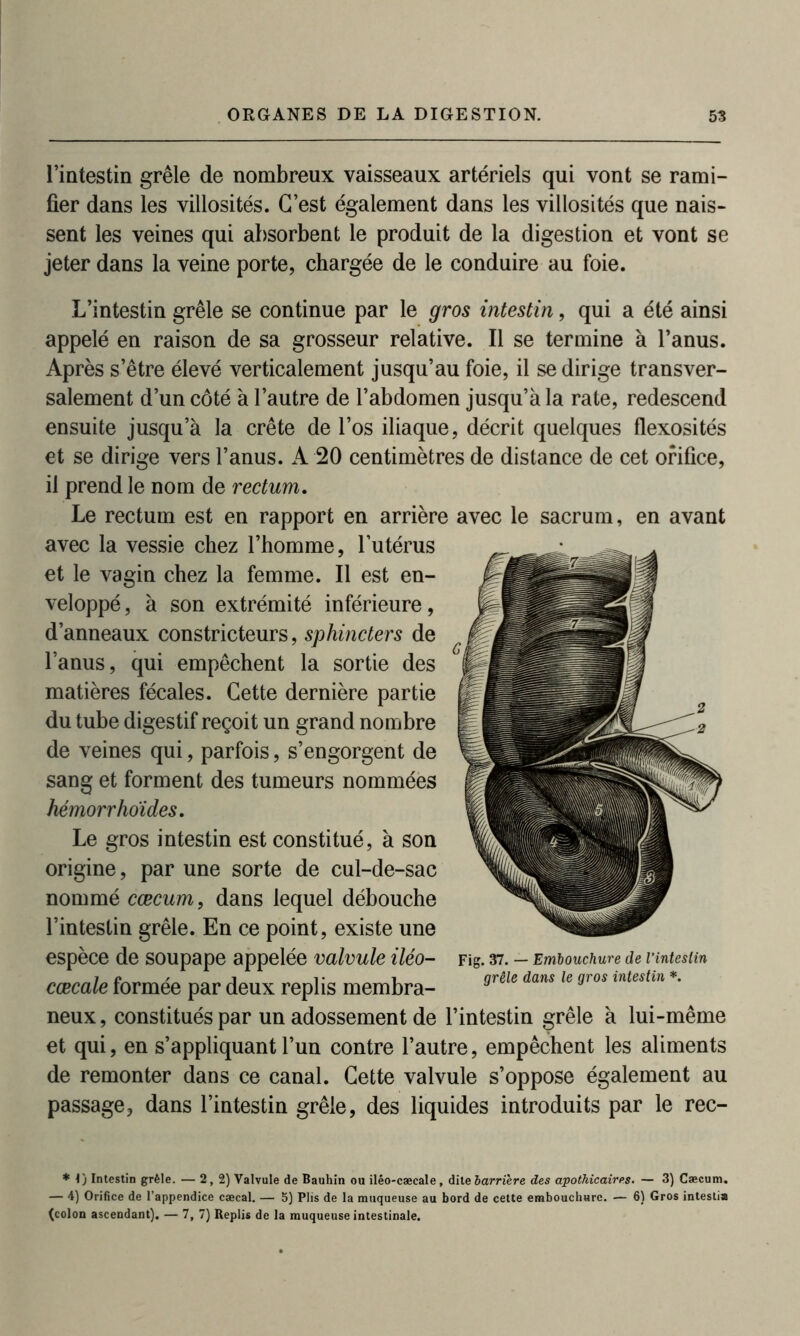 l’intestin grêle de nombreux vaisseaux artériels qui vont se rami- fier dans les villosités. C’est également dans les villosités que nais- sent les veines qui absorbent le produit de la digestion et vont se jeter dans la veine porte, chargée de le conduire au foie. L’intestin grêle se continue par le gros intestin, qui a été ainsi appelé en raison de sa grosseur relative. Il se termine à l’anus. Après s’être élevé verticalement jusqu’au foie, il se dirige transver- salement d’un côté à l’autre de l’abdomen jusqu’à la rate, redescend ensuite jusqu’à la crête de l’os iliaque, décrit quelques flexosités et se dirige vers l’anus. A 20 centimètres de distance de cet orifice, il prend le nom de rectum. Le rectum est en rapport en arrière avec le sacrum, en avant avec la vessie chez l’homme, l’utérus et le vagin chez la femme. Il est en- veloppé , à son extrémité inférieure, d’anneaux constricteurs, sphincters de l’anus, qui empêchent la sortie des matières fécales. Cette dernière partie du tube digestif reçoit un grand nombre de veines qui, parfois, s’engorgent de sang et forment des tumeurs nommées hémorrhoïdes. Le gros intestin est constitué, à son origine, par une sorte de cul-de-sac nommé cæcum, dans lequel débouche l’intestin grêle. En ce point, existe une espèce de SOUpape appelée valvule iléo- Fig. 37. - Embouchure de Vinteslin cœcale formée par deux replis membra- 9rêle dans le gros lîltestm * neux, constitués par un adossement de l’intestin grêle à lui-même et qui, en s’appliquant l’un contre l’autre, empêchent les aliments de remonter dans ce canal. Cette valvule s’oppose également au passage, dans l’intestin grêle, des liquides introduits par le rec- * i) Intestin grêle. — 2,2) Valvule de Bauhin ou iléo-cæcale, dite barrière des apothicaires. — 3) Cæcum. — 4) Orifice de l’appendice cæcal. — 5) Plis de la muqueuse au bord de cette embouchure. — 6) Gros intestia (colon ascendant). — 7, 7) Replis de la muqueuse intestinale.