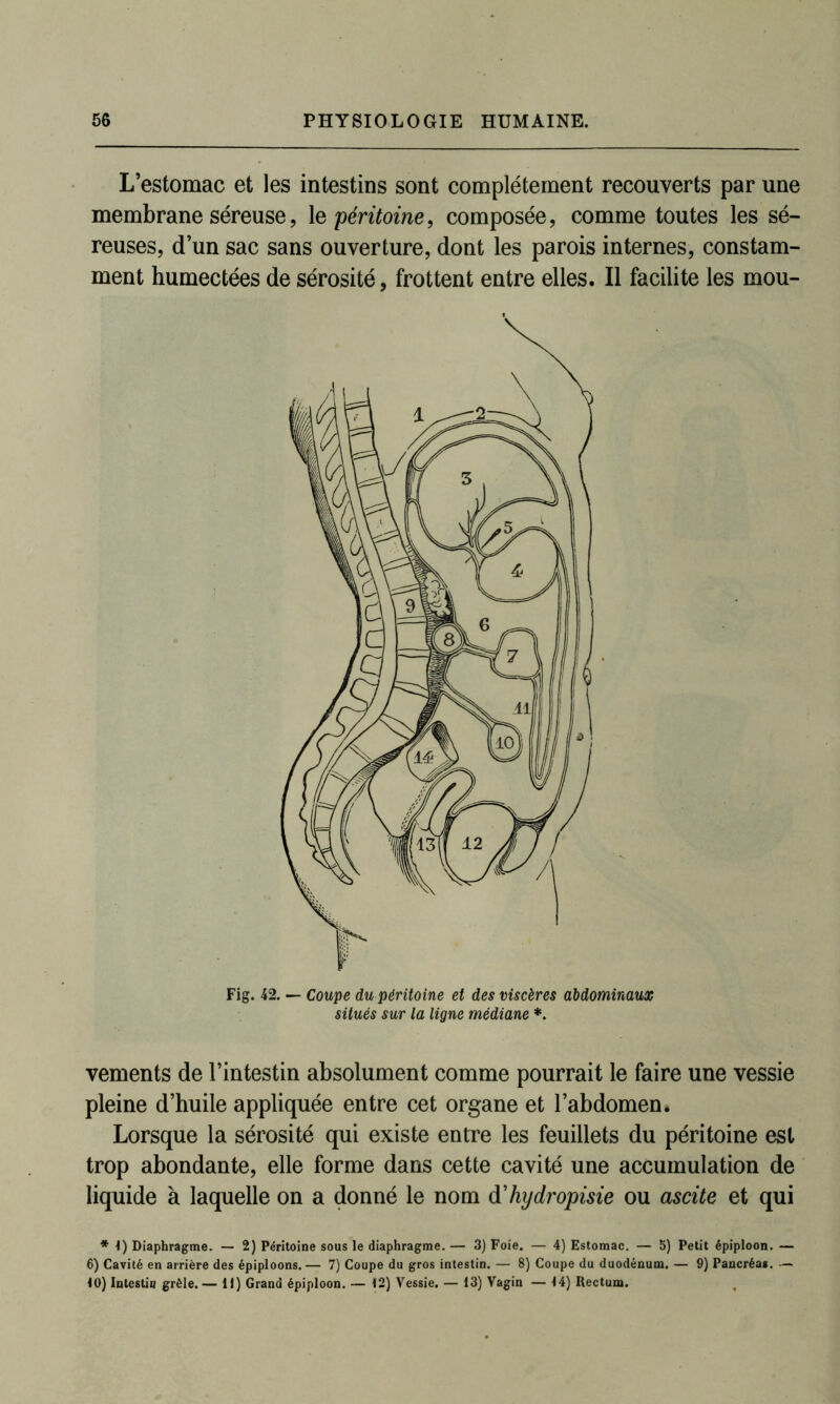 L’estomac et les intestins sont complètement recouverts par une membrane séreuse, \e péritoine, composée, comme toutes les sé- reuses, d’un sac sans ouverture, dont les parois internes, constam- ment humectées de sérosité, frottent entre elles. Il facilite les mou- vements de l’intestin absolument comme pourrait le faire une vessie pleine d’huile appliquée entre cet organe et l’abdomen. Lorsque la sérosité qui existe entre les feuillets du péritoine est trop abondante, elle forme dans cette cavité une accumulation de liquide à laquelle on a donné le nom d'hydropisie ou ascite et qui * 1) Diaphragme. — 2) Péritoine sous le diaphragme. — 3) Foie. — 4) Estomac. — 5) Petit épiploon. — 6) Cavité en arrière des épiploons. — 7) Coupe du gros intestin. — 8) Coupe du duodénum. — 9) Pancréas. — •10) Intestin grêle.— 11) Grand épiploon. — 12) Vessie. — 13) Vagin — 14) Rectum. Fig. 42. — Coupe du péritoine et des viscères abdominaux situés sur la ligne médiane *.