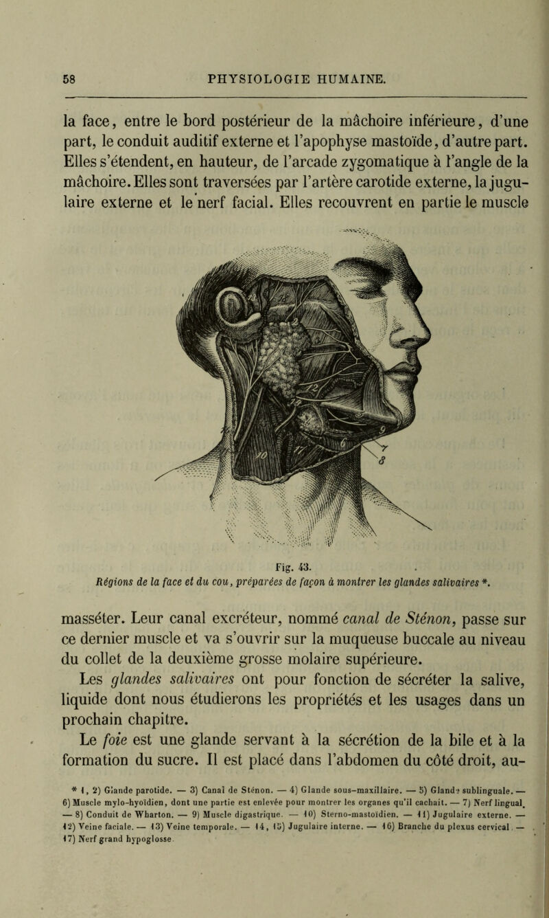 la face, entre le bord postérieur de la mâchoire inférieure, d’une part, le conduit auditif externe et l’apophyse mastoïde, d’autre part. Elles s’étendent, en hauteur, de l’arcade zygomatique à l’angle de la mâchoire. Elles sont traversées par l’artère carotide externe, la jugu- laire externe et le nerf facial. Elles recouvrent en partie le muscle Fig. 43. Régions de la face et du cou, préparées de façon à montrer les glandes salivaires *. masséter. Leur canal excréteur, nommé canal de Sténon, passe sur ce dernier muscle et va s’ouvrir sur la muqueuse buccale au niveau du collet de la deuxième grosse molaire supérieure. Les glandes salivaires ont pour fonction de sécréter la salive, liquide dont nous étudierons les propriétés et les usages dans un prochain chapitre. Le foie est une glande servant à la sécrétion de la bile et à la formation du sucre. Il est placé dans l’abdomen du côté droit, au- *1,2) Glande parotide. — 3) Canal de Sténon. — 4) Glande sous-maxillaire. — 5) Gland ? sublinguale.— 6) Muscle mylo-hyoïdien, dont une partie est enlevée pour montrer les organes qu’il cachait. — 7) Nerf lingual. — 8) Conduit de Wharton. — 9) Muscle digastrique. — 10) Sterno-mastoïdien. — 11) Jugulaire externe. — 12) Veine faciale.— 13) Veine temporale.— 14, lü) Jugulaire interne.— 16) Branche du plexus cervical.— 17) Nerf grand hypoglosse