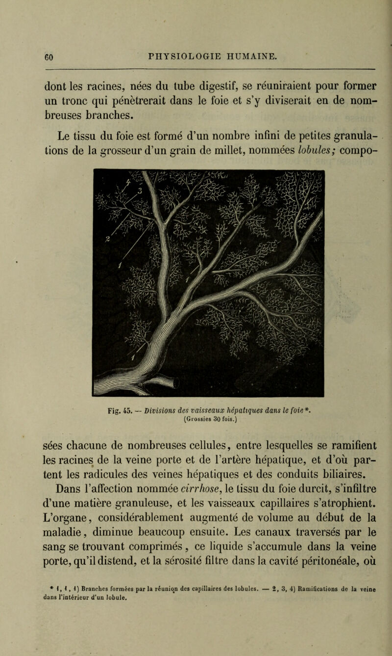 dont les racines, nées du tube digestif, se réuniraient pour former un tronc qui pénétrerait dans le foie et s’y diviserait en de nom- breuses branches. Le tissu du foie est formé d’un nombre infini de petites granula- tions de la grosseur d’un grain de millet, nommées lobules; compo- Fig. 45. — Divisions des vaisseaux hépatiques dans le foie*. (Grossies 30 fois.) sées chacune de nombreuses cellules, entre lesquelles se ramifient les racines de la veine porte et de l’artère hépatique, et d’où par- tent les radicules des veines hépatiques et des conduits biliaires. Dans l’affection nommée cirrhose, le tissu du foie durcit, s’infiltre d’une matière granuleuse, et les vaisseaux capillaires s’atrophient. L’organe, considérablement augmenté de volume au début de la maladie, diminue beaucoup ensuite. Les canaux traversés par le sang se trouvant comprimés, ce liquide s’accumule dans la veine porte, qu’il distend, et la sérosité filtre dans la cavité péritonéale, où * 1,4,4) Branches formées par la réuniotn des capillaires des lobules. — 2, 3, 4) Ramifications de la veine dans l’intérieur d'un lobule.