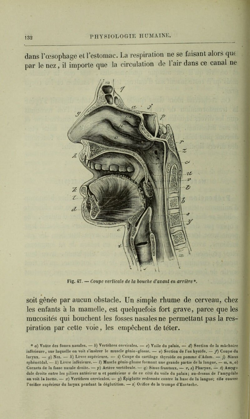 dans l’œsophage et l'estomac. La respiration ne se faisant alors que par le nez, il importe que la circulation de 1 air dans ce canal ne soit gênée par aucun obstacle. Un simple rhume de cerveau, chez les enfants à la mamelle, est quelquefois fort grave, parce que les mucosités qui bouchent les fosses nasales ne permettant pas la res- piration par cette voie, les empêchent de téter. Fig. 47. — Coupe verticale de la bouche d’avant en arrière *. * à) Voûte des fosses nasales. — b) Vertèbres cervicales. — c) Voile du palais. — d) Section de la mâchoire inférieure, sur laquelle on voit s’insérer le muscle génio-glosse. — e) Section de l’os hyoïde. — /) Coupe du larynx. — g) Nez. — h) Lèvre supérieure. — i) Coupe du cartilage thyroïde ou pomme d’Adam. — j) Sinus sphénoïdal. — k) Lèvre inférieure. — Z) Muscle génio-glosse formant une grande partie de la langue. — m, n, o) Cornets de la fosse nasale droite. — p) Artère vertébrale. — q) Sinus frontaux. — r, s) Pharynx. — t) Amyg- dale droite entre les piliers antérieur u et postérieur v de ce côté du voile du palais; au-dessus de l’amygdale on voit la luette. — x) Vertèbres cervicales. — y) Épiglotte redressée contre la base de la langue; elle couvre l’orifice supérieur du larynx pendant la déglutition. — z) Orifice de la trompe d’Eustache.