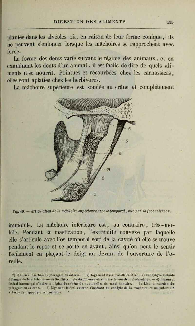 plantés dans les alvéoles où, en raison de leur forme conique, ils ne peuvent s’enfoncer lorsque les mâchoires se rapprochent avec force. La forme des dents varie suivant le régime des animaux:, et en examinant les dents d’un animal, il est facile de dire de quels ali- ments il se nourrit. Pointues et recourbées chez les carnassiers, elles sont aplaties chez les herbivores. La mâchoire supérieure est soudée au crâne et complètement Fig. 49. — Articulation de la mâchoire supérieure avec le temporal , vue par sa face interne *. immobile. La mâchoire inférieure est, au contraire, très-mo- bile. Pendant la mastication, l’extrémité convexe par laquelle elle s’articule avec l’os temporal sort de la cavité où elle se trouve pendant le repos et se porte en avant, ainsi qu’on peut le sentir facilement en plaçant le doigt au devant de l’ouverture de l’o- reille. *) J) Lieu d’insertion du ptérygoïdien interne. — 2) Ligament stylo-maxillaire étendu de l’apophyse styloïde à l’angle de la mâchoire. — 3) Gouttière mylo-hyoïdienne où s’insère le muscle mylo-hyoïdien.— 4) Ligament latéral interne qui s’insère à l’épine du sphénoïde et à l’orifice du canal dentaire. — 5) Lieu d’insertion du ptérygoïdien externe. — 6) Ligament latéral externe s’insérant au condyle de la mâchoire et au tubercule externe de l’apophyse zygomatique. *