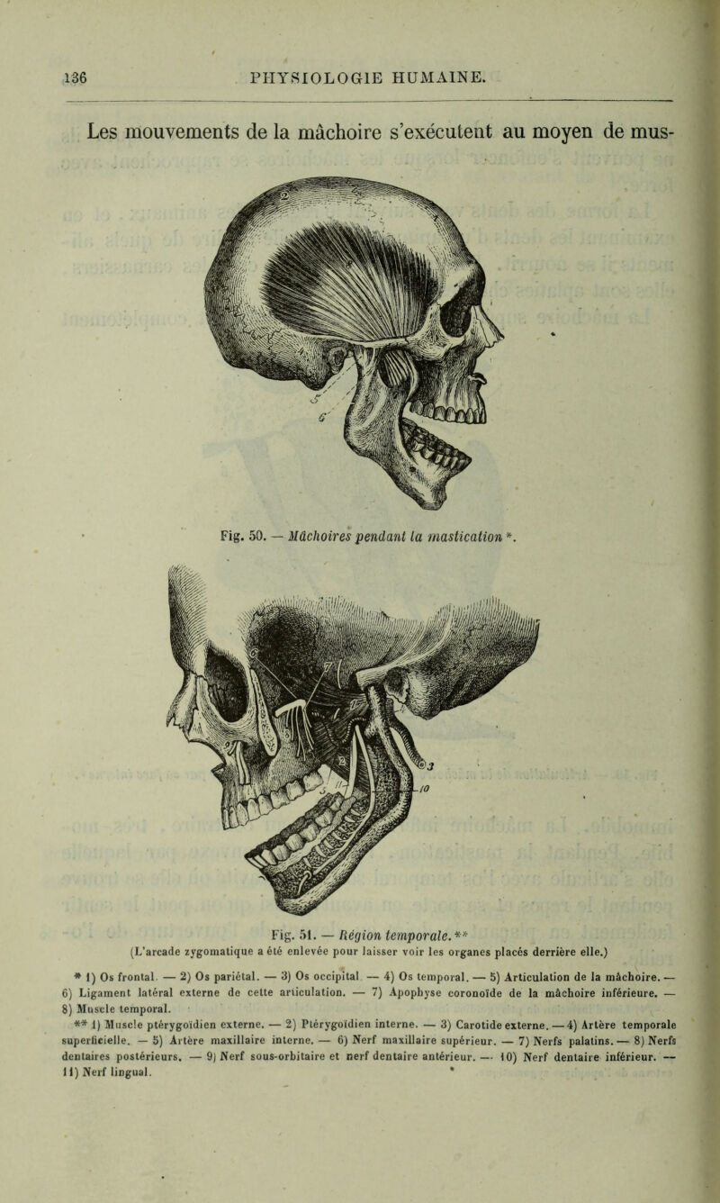 Les mouvements de la mâchoire s’exécutent au moyen de mus- Fig. 50. — Mâchoires pendant la mastication *. Fig. 51. — Région temporale.** (L’arcade zygomatique a été enlevée pour laisser voir les organes placés derrière elle.) * 1) Os frontal. — 2) Os pariétal. — 3) Os occipital — 4) Os temporal. — 5) Articulation de la mâchoire. — 6) Ligament latéral externe de cette articulation. — 7) Apophyse coronoide de la mâchoire inférieure. — 8) Muscle temporal. ** 1) Muscle ptérygoidien externe. — 2) Plérygoidien interne. — 3) Carotide externe.—4) Artère temporale superficielle. —5) Artère maxillaire interne.— 6) Nerf maxillaire supérieur. — 7) Nerfs palatins.— 8) Nerfs dentaires postérieurs. —9) Nerf sous-orbitaire et nerf dentaire antérieur.— 10) Nerf dentaire inférieur. — H) Nerf lingual. * **