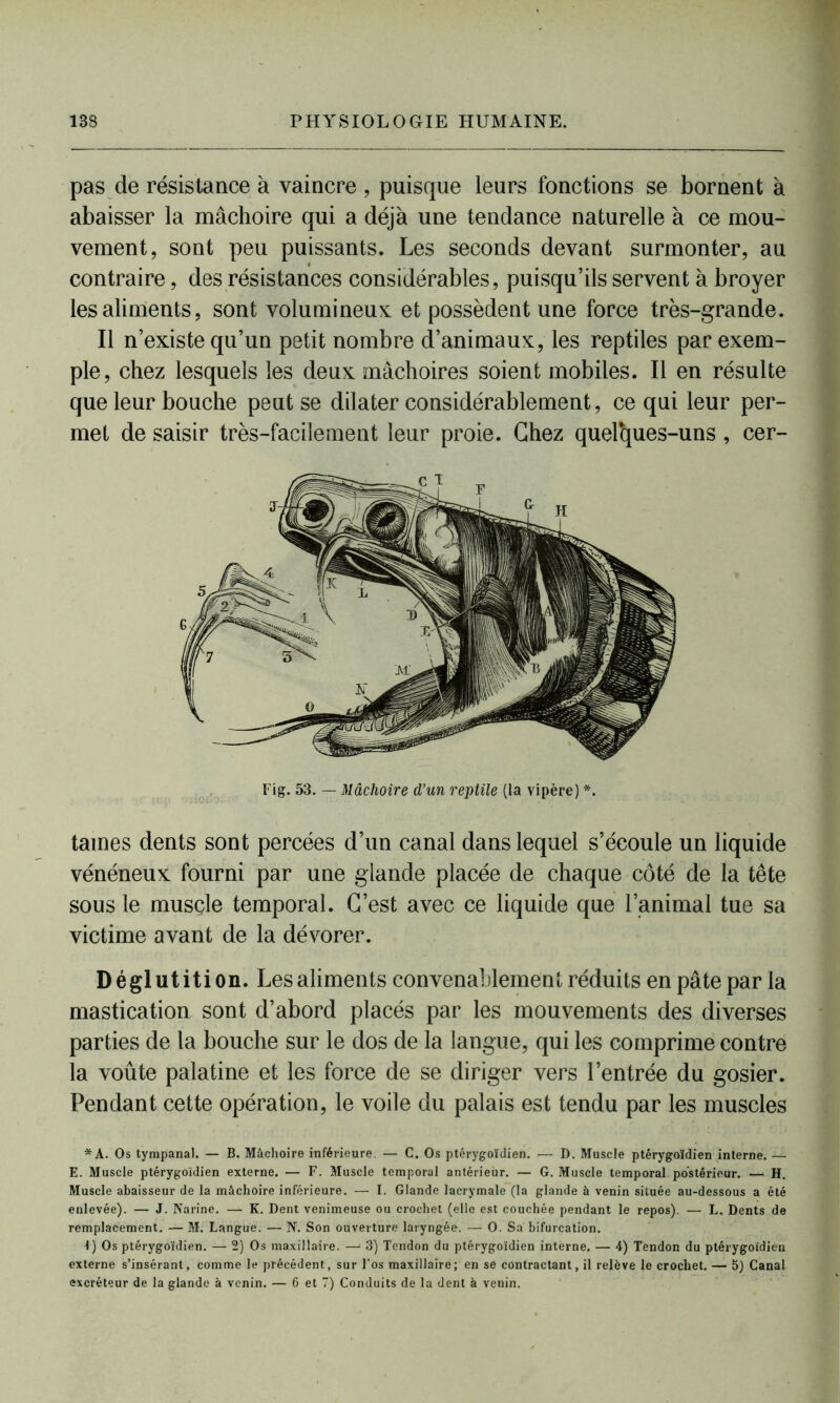 pas de résistance à vaincre, puisque leurs fonctions se bornent à abaisser la mâchoire qui a déjà une tendance naturelle à ce mou- vement, sont peu puissants. Les seconds devant surmonter, au contraire, des résistances considérables, puisqu’ils servent à broyer les aliments, sont volumineux et possèdent une force très-grande. Il n’existe qu’un petit nombre d’animaux, les reptiles par exem- ple, chez lesquels les deux mâchoires soient mobiles. Il en résulte que leur bouche peut se dilater considérablement, ce qui leur per- met de saisir très-facilement leur proie. Chez quelques-uns, cer- Fig. 53. — Mâchoire d’un reptile (la vipère) *. taines dents sont percées d’un canal dans lequel s’écoule un liquide vénéneux fourni par une glande placée de chaque côté de la tête sous le musçle temporal. C’est avec ce liquide que l’animal tue sa victime avant de la dévorer. Déglutition. Les aliments convenablement réduits en pâte par la mastication sont d’abord placés par les mouvements des diverses parties de la bouche sur le dos de la langue, qui les comprime contre la voûte palatine et les force de se diriger vers l’entrée du gosier. Pendant cette opération, le voile du palais est tendu par les muscles *A. Os tympanal. — B. Mâchoire inférieure. — C. Os ptérygoïdien. — D. Muscle ptérygoïdien interne. — E. Muscle ptérygoïdien externe. — F. Muscle temporal antérieur. — G. Muscle temporal postérieur. — H. Muscle abaisseur de la mâchoire inférieure. — I. Glande lacrymale (la glande à venin située au-dessous a été enlevée). — J. Narine. — K. Dent venimeuse ou crochet (elle est couchée pendant le repos). — L. Dents de remplacement. — M. Langue. — N. Son ouverture laryngée. — O. Sa bifurcation. 1) Os ptérygoïdien. — 2) Os maxillaire. —; 3) Tendon du ptérygoïdien interne. — 4) Tendon du ptérygoïdien externe s’insérant, comme le précédent, sur l’os maxillaire; en se contractant, il relève le crochet. — 5) Canal excréteur de la glande à venin. — 6 et 7) Conduits de la dent à venin.