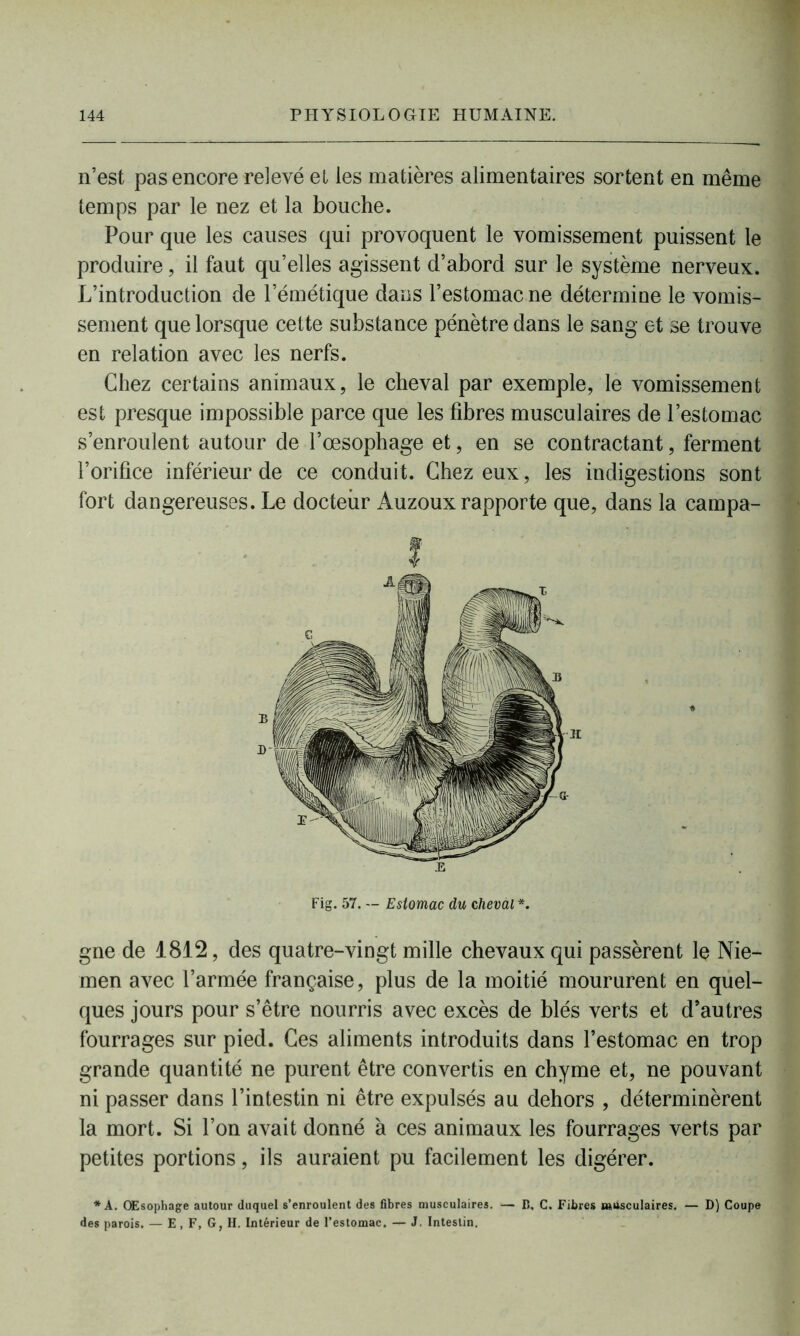 n’est pas encore relevé et les matières alimentaires sortent en même temps par le nez et la bouche. Pour que les causes qui provoquent le vomissement puissent le produire, il faut qu’elles agissent d’abord sur le système nerveux. L’introduction de l’émétique dans l’estomac ne détermine le vomis- sement que lorsque cette substance pénètre dans le sang et se trouve en relation avec les nerfs. Chez certains animaux, le cheval par exemple, le vomissement est presque impossible parce que les fibres musculaires de l’estomac s’enroulent autour de l’œsophage et, en se contractant, ferment l’orifice inférieur de ce conduit. Chez eux, les indigestions sont fort dangereuses. Le docteur Auzoux rapporte que, dans la campa- gne de 1812, des quatre-vingt mille chevaux qui passèrent le Nié- men avec l’armée française, plus de la moitié moururent en quel- ques jours pour s’être nourris avec excès de blés verts et d’autres fourrages sur pied. Ces aliments introduits dans l’estomac en trop grande quantité ne purent être convertis en chyme et, ne pouvant ni passer dans l’intestin ni être expulsés au dehors , déterminèrent la mort. Si l’on avait donné à ces animaux les fourrages verts par petites portions, ils auraient pu facilement les digérer. * A. OEsophage autour duquel s’enroulent des fibres musculaires. — B, C. Fibres musculaires. — D) Coupe des parois. — E, F, G, H. Intérieur de l’estomac. — J. Intestin. ! Fig. 57. — Estomac du cheval