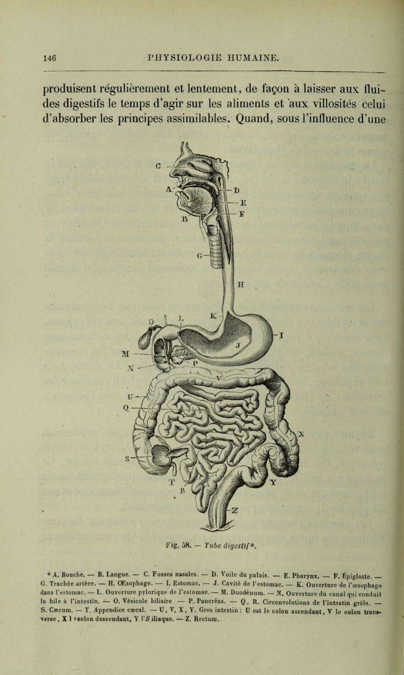 produisent régulièrement et lentement, de façon à laisser aux flui- des digestifs le temps d’agir sur les aliments et aux villosités celui d’absorber les principes assimilables. Quand, sous l’influence d’une Fig. 58. — Tube digestif*. * A. Bouche. — B. Langue. — C. Fosses nasales. — D. Voile du palais. — E. Pharynx. — F. Épiglotte. — G. Trachée artère. — H. OEsophage. — I. Estomac. — J. Cavité de l’estomac. — K. Ouverture de l’œsophage dans l’estomac. — L. Ouverture pylorique de l’estomac.— M. Duodénum. — N. Ouverture du canal qui conduit la bile à l’intestin. — O. Vésicule biliaire — P. Pancréas. — Q, R. Circonvolutions de l’intestin grêle. — S. Cæcum. — T. Appendice cæcal. — U, V, X, Y. Gros intestin : ü est le colon ascendant, V le colon trans- verse , X 1 t*olon descendant, Y l’/S iliaque. — Z. Rectum.