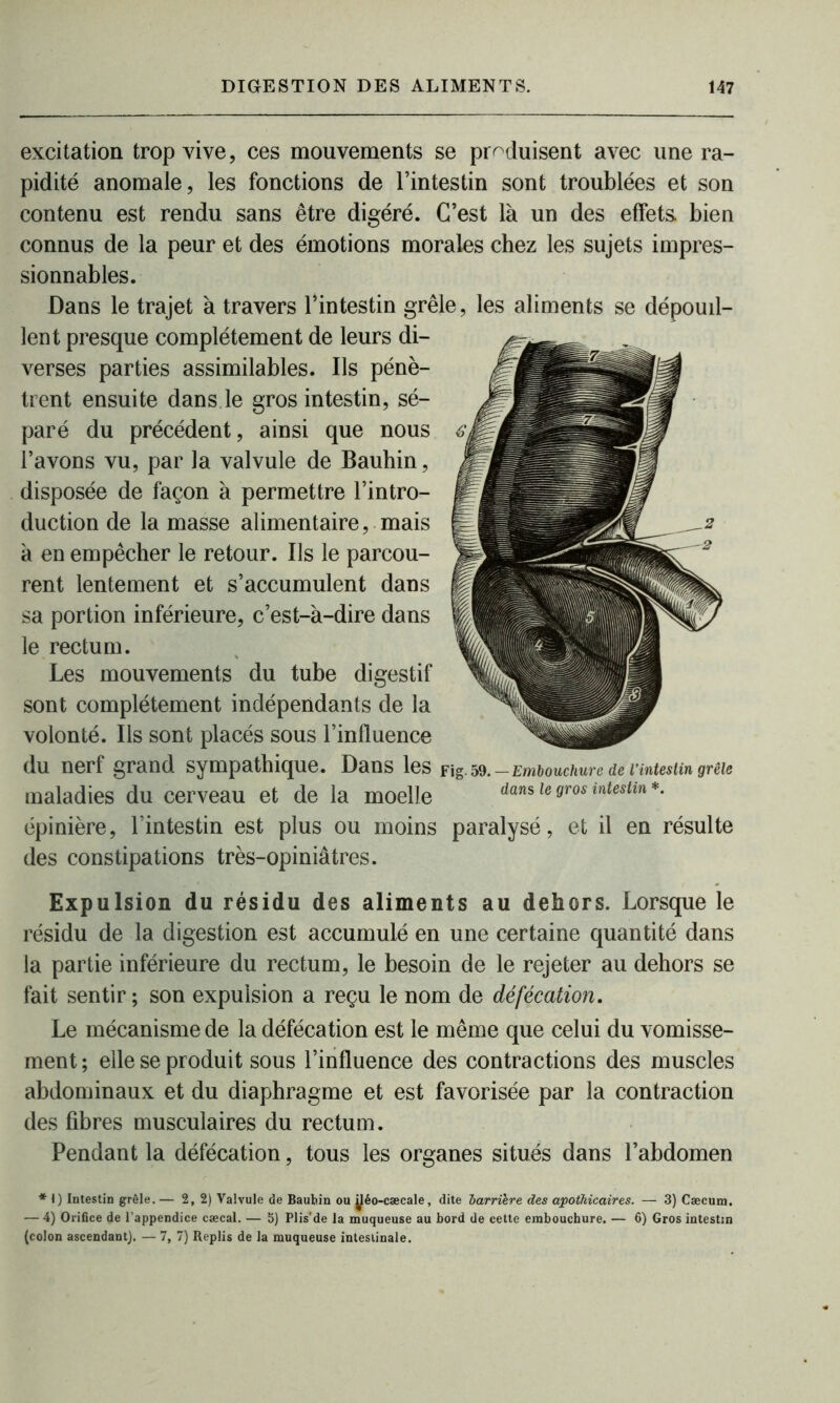 excitation trop vive, ces mouvements se produisent avec une ra- pidité anomale, les fonctions de l’intestin sont troublées et son contenu est rendu sans être digéré. C’est là un des effets, bien connus de la peur et des émotions morales chez les sujets impres- sionnables. Dans le trajet à travers l’intestin grêle, les aliments se dépouil- lent presque complètement de leurs di- verses parties assimilables. Ils pénè- trent ensuite dans.le gros intestin, sé- paré du précédent, ainsi que nous l’avons vu, par la valvule de Bauhin, disposée de façon à permettre l’intro- duction de la masse alimentaire, mais à en empêcher le retour. Ils le parcou- rent lentement et s’accumulent dans sa portion inférieure, c’est-à-dire dans le rectum. Les mouvements du tube digestif sont complètement indépendants de la volonté. Ils sont placés sous l’influence du nerf grand sympathique. Dans les Fig. 59. — Embouchure de l’intestin grêle maladies du cerveau et de la moelle dans le gros intestin*. épinière, l’intestin est plus ou moins paralysé, et il en résulte des constipations très-opiniâtres. Expulsion du résidu des aliments au dehors. Lorsque le résidu de la digestion est accumulé en une certaine quantité dans la partie inférieure du rectum, le besoin de le rejeter au dehors se fait sentir ; son expulsion a reçu le nom de défécation. Le mécanisme de la défécation est le même que celui du vomisse- ment; elle se produit sous l’influence des contractions des muscles abdominaux et du diaphragme et est favorisée par la contraction des fibres musculaires du rectum. Pendant la défécation, tous les organes situés dans l’abdomen * 1) Intestin grêle.— 2, 2) Valvule de Bauhin ou ÿéo-cæcale, dite barrière des apothicaires. — 3) Cæcum. — 4) Orifice de l’appendice cæcal. — 5) Plis'de la muqueuse au bord de cette embouchure. — 6) Gros intestin (colon ascendant). — 7, 7) Replis de la muqueuse intestinale.