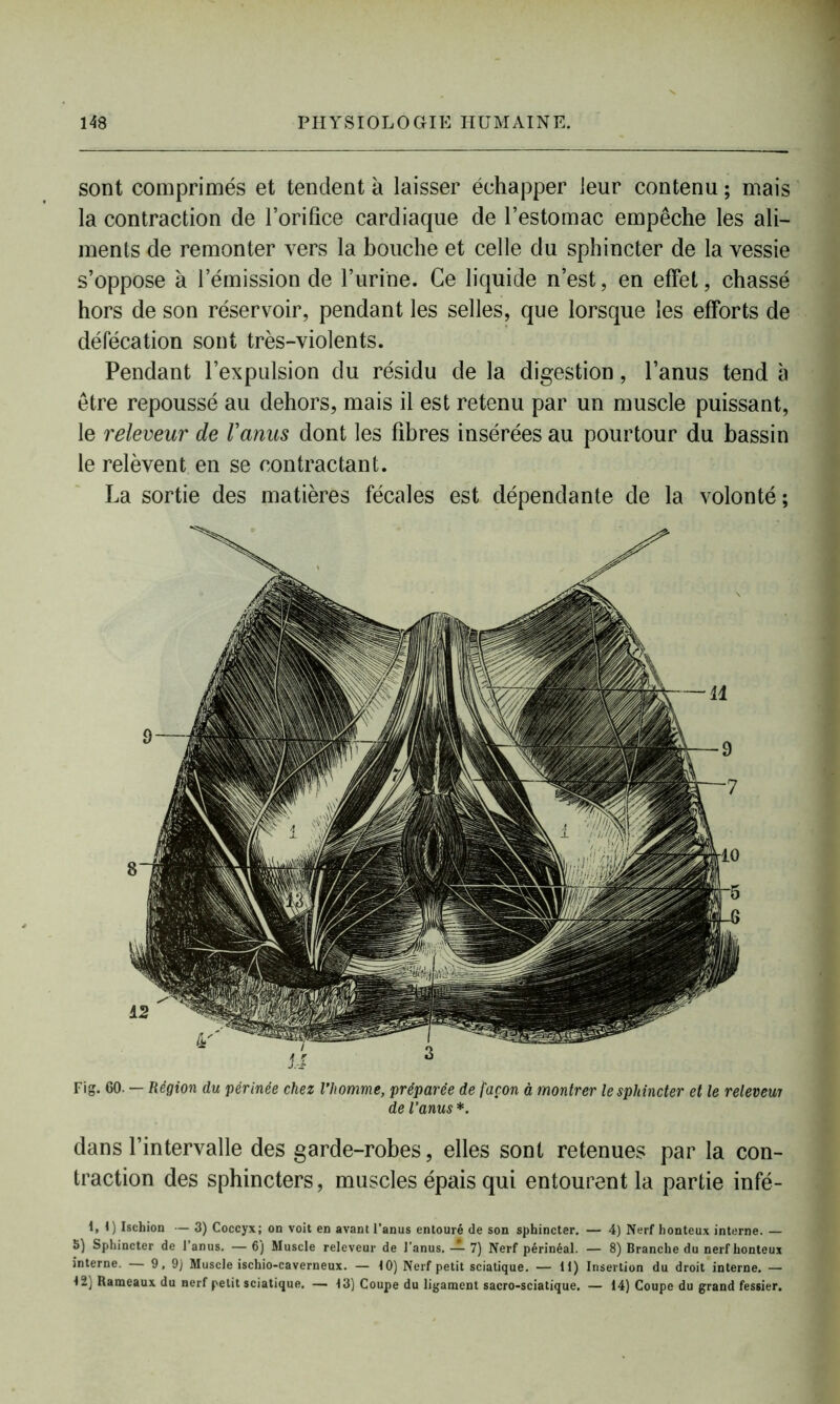 sont comprimés et tendent à laisser échapper leur contenu ; mais la contraction de l’orifice cardiaque de l’estomac empêche les ali- ments de remonter vers la bouche et celle du sphincter de la vessie s’oppose à l’émission de l’urine. Ce liquide n’est, en effet, chassé hors de son réservoir, pendant les selles, que lorsque les efforts de défécation sont très-violents. Pendant l’expulsion du résidu de la digestion, l’anus tend à être repoussé au dehors, mais il est retenu par un muscle puissant, le releveur de l'anus dont les fibres insérées au pourtour du bassin le relèvent en se contractant. La sortie des matières fécales est dépendante de la volonté; dans l’intervalle des garde-robes, elles sont retenues par la con- traction des sphincters, muscles épais qui entourent la partie infé- 1, 1) Ischion — 3) Coccyx; on voit en avant l’anus entouré de son sphincter. — 4) Nerf honteux interne. — 5) Sphincter de l’anus. — 6) Muscle releveur de l’anus, — 7) Nerf périnéal. — 8) Branche du nerf honteux interne. — 9, 9) Muscle ischio-caverneux. — 10) Nerf petit sciatique. — 11) Insertion du droit interne. — 12) Rameaux du nerf petit sciatique. — 13) Coupe du ligament sacro-sciatique. — 14) Coupe du grand fessier. Fig. 60. — Région du périnée chez l’homme, préparée de façon à montrer le sphincter et le releveui de l’anus*.