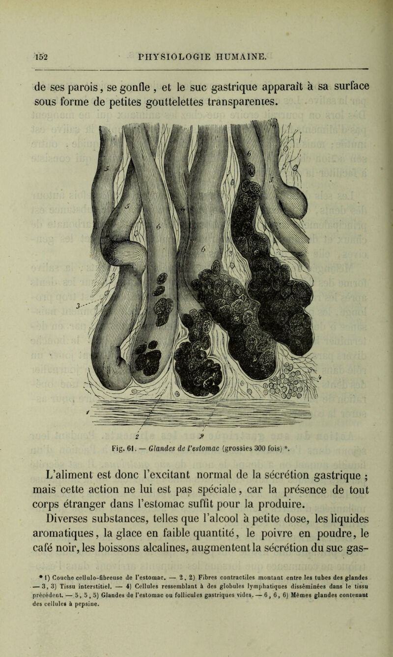 de ses parois, se gontle , et le suc gastrique apparaît à sa surface sous forme de petites gouttelettes transparentes. i £ Fig. 61. — Glandes de l'estomac (grossies 300 lois) *. L’aliment est donc l’excitant normal de la sécrétion gastrique ; mais cette action ne lui est pas spéciale, car la présence de tout corps étranger dans l’estomac suffit pour la produire. Diverses substances, telles que l’alcool à petite dose, les liquides aromatiques, la glace en faible quantité, le poivre en poudre, le café noir, les boissons alcalines, augmentent la sécrétion du suc gas- *1) Couche cellulo-fibreuse de l’estomac. — 2.2) Fibres contractiles montant entre les tubes des glandes — 3,3) Tissu interstitiel. — 4) Cellules ressemblant à des globules lymphatiques disséminées dans le tissu précédent. — 5, 5,5) Glandes de l’estomac ou follicules gastriques vides. — 6,6,6) Mêmes glandes contenant des cellules à pepsine.