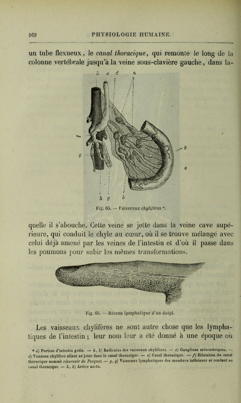un tube flexueux, le canal thoracique, qui remonte le long de la colonne vertébrale jusqu’à la veine sous-clavière gauche, dans la- ü t d c* h g ^ Fig. 65. — Vaisseaux chylifères *. quelle il s’abouche. Cette veine se jette dans la veine cave supé- rieure, qui conduit le chyle au cœur, où il se trouve mélangé avec celui déjà amené par les veines de l’intestin et d’où il passe dans les poumons pour subir les mêmes transformations. Les vaisseaux chylifères ne sont autre chose que les lympha- tiques de l’intestin ; leur nom leur a été donné à une époque où * a) Portion d’intestin grêle. — b, b) Radicules des vaisseaux chylifères. — c) Ganglions mésentériques. —. d) Vaisseau chylifère allant se jeter dans le canal thoracique. — e) Canal thoracique. —/) Dilatation du canal thoracique nommé réservoir de Pecquet. — g, g) Vaisseaux lymphatiques des membres inférieurs se rendant au canal thoracique. ~ h, h) Artère aorte.