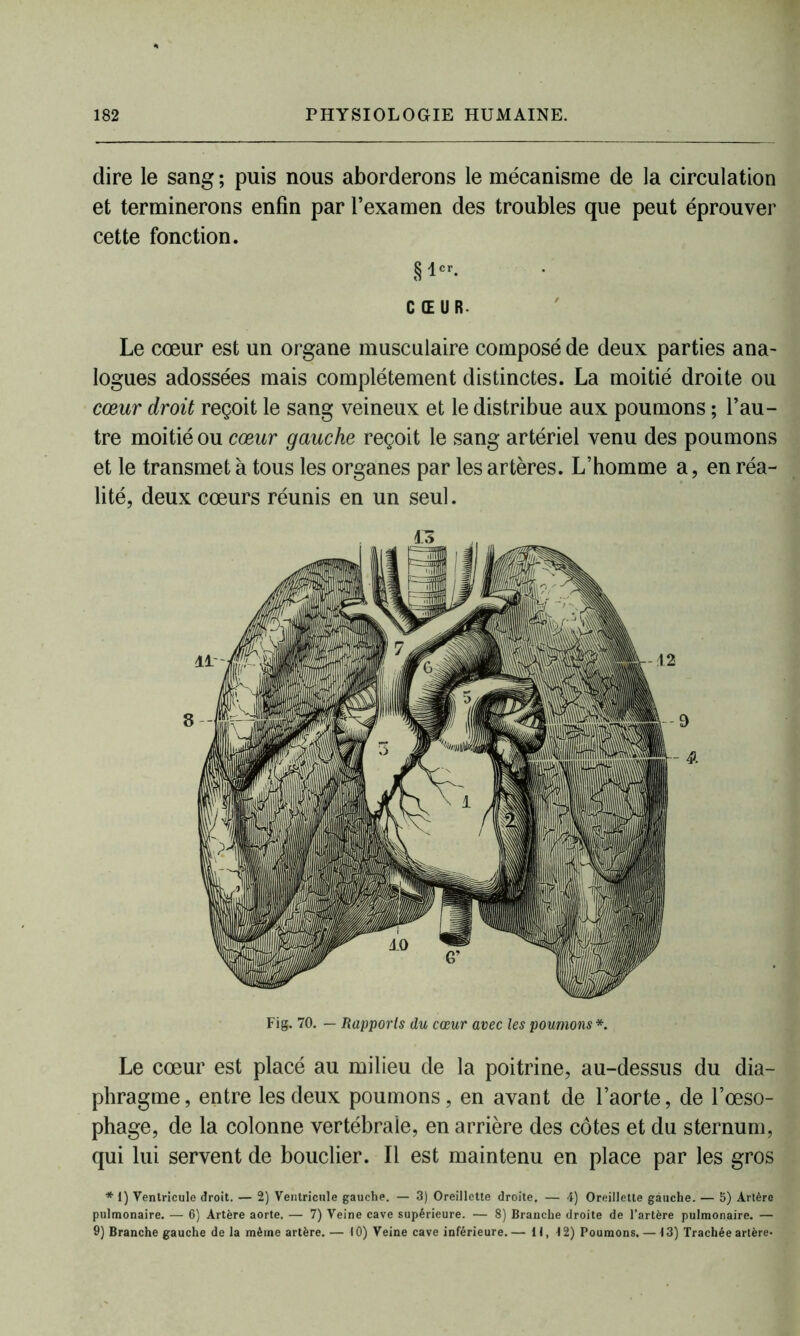 dire le sang ; puis nous aborderons le mécanisme de la circulation et terminerons enfin par l’examen des troubles que peut éprouver cette fonction. § 1er. CŒUR Le cœur est un organe musculaire composé de deux parties ana- logues adossées mais complètement distinctes. La moitié droite ou cœur droit reçoit le sang veineux et le distribue aux poumons ; l’au- tre moitié ou cœur gauche reçoit le sang artériel venu des poumons et le transmet à tous les organes par les artères. L’homme a, en réa- lité, deux cœurs réunis en un seul. Fig. 70. — Rapports du cœur avec les poumons *. Le cœur est placé au milieu de la poitrine, au-dessus du dia- phragme , entre les deux poumons, en avant de l’aorte, de l’œso- phage, de la colonne vertébrale, en arrière des côtes et du sternum, qui lui servent de bouclier. Il est maintenu en place par les gros * i) Ventricule droit. — 2) Ventricule gauche. — 3) Oreillette droite. — 4) Oreillette gauche. — 5) Artère pulmonaire. — 6) Artère aorte. — 7) Veine cave supérieure. — 8) Branche droite de l’artère pulmonaire. — 9) Branche gauche de la même artère. — 10) Veine cave inférieure.— 11, 12) Poumons. — 13) Trachée artère*