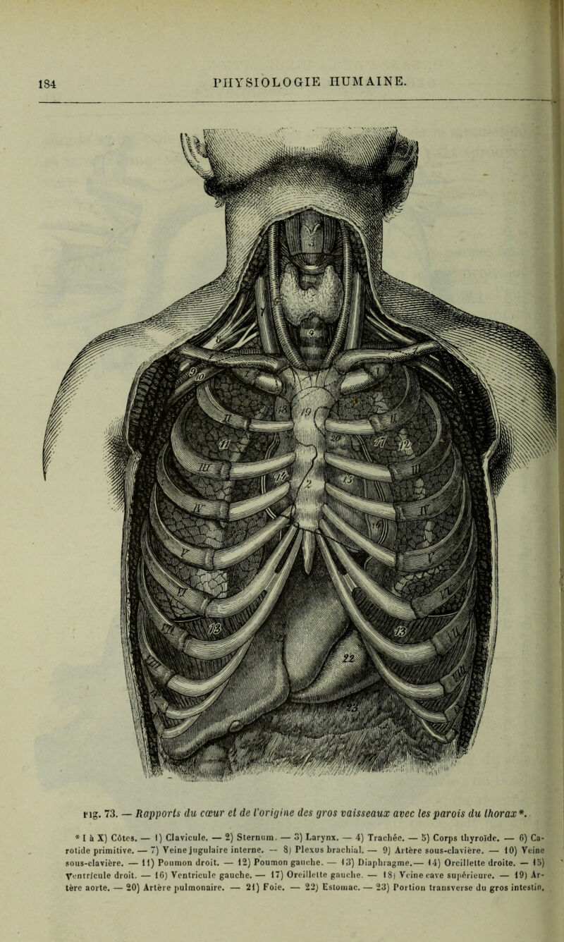 rig. 73. — Rapports du cœur et de l’origine des gros vaisseaux avec les parois du thorax*. * I à X) Côtes. — I) Clavicule. — 2) Sternum. — 3) Larynx. — 4) Trachée. — 5) Corps thyroïde. — 6) Ca- rotide primitive.— 7) Veine jugulaire interne. — 8) Plexus brachial.— 9J Artère sous-clavière. — 10) Veine sous-clavière. — 11) Poumon droit. — 12) Poumon gauche. — 13) Diaphragme.— 14) Oreillette droite. — 15) Ventricule droit. — 10) Ventricule gauche. — 17) Oreillette gauche. — 18) Veine cave supérieure. — 19) Ar- tère aorte. — 20) Artère pulmonaire. — 21) Foie. — 22) Estomac. — 23) Portion transverse du gros intestin.