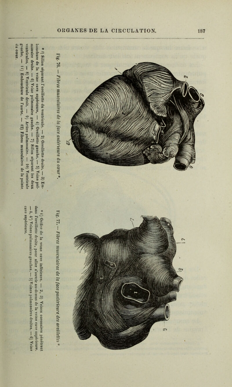 * I) Sillon séparant l’oreillette du ventricule. — 2) Oreillette droite. — 3) Em- *<) Orifice de la veine cave inférieure. — 2,3) Veines coronaires pénétrant fiouchure de la veine cave supérieure. — 4) Oreillette gauche. — 5) Veine pul- dans i*oreillette droite, pour aller s’ouvrir au-dessus de la veine cave supérieure, monaire droite. — 6) Veine pulmonaire gauche. — 7) Sillon séparant les deux ' __4, 4') Veines pulmonaires gauches.— 5) Veines pulmonaires droites. - 6) Veina ventricules. — 8) Ventricule droit. — 9) Artère pulmonaire. — 10) Ventricule cave supérieure, gauche. — II) Embouchure de l’aorte. — 12) Fibres musculaires de la pointe,