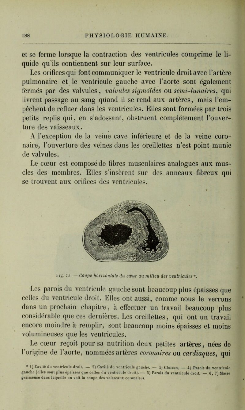 et se ferme lorsque la contraction des ventricules comprime le li- quide qu’ils contiennent sur leur surface. Les orifices qui font communiquer le ventricule droit avec l’artère pulmonaire et le ventricule gauche avec l’aorte sont également fermés par des valvules, valvules sigmoïdes ou. semi-lunaires, qui livrent passage au sang quand il se rend aux artères, mais l’em- pêchent de refluer dans les ventricules. Elles sont formées par trois petits replis qui, en s’adossant, obstruent complètement l’ouver- ture des vaisseaux. À l’exception de la veine cave inférieure et de la veine coro- naire, l’ouverture des veines dans les oreillettes n’est point munie de valvules. Le cœur est composé de fibres musculaires analogues aux mus- cles des membres. Elles s’insèrent sur des anneaux fibreux qui se trouvent aux orifices des ventricules. i- ig. 7.1 — Coupe horizontale du cœur au milieu des ventricules *. Les parois du ventricule gauche sont beaucoup plus épaisses que celles du ventricule droit. Elles ont aussi, comme nous le verrons dans un prochain chapitre, à effectuer un travail beaucoup plus considérable que ces dernières. Les oreillettes, qui ont un travail encore moindre à remplir, sont beaucoup moins épaisses et moins volumineuses que les ventricules. Le cœur reçoit pour sa nutrition deux petites artères, nées de l’origine de l’aorte, nommées artères coronaires ou cardiaques, qui * I) Cavité du ventricule droit. — 2) Cavité du ventricule gauche. — 3) Cloison. — 4) Parois du ventricule gauche (elles sont plus épaisses que celles du ventricule droit). — 5) Parois du ventricule droit. — 6,7) Masse graisseuse dans laquelle on voit la coupe des vaisseaux coronaires.