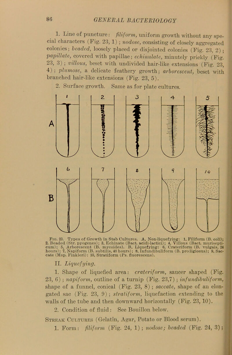 1. Line of puncture: filiform, uniform growth without any spe- cial characters (h ig. 23, 1) ; nodose, consisting of closely aggregated colonies; beaded, loosely placed or disjointed colonies (Fig. 23, 2) ; papillate, covered with papillae; echinulate, minutely prickly (Fig. 23, 3) ; villous, beset with undivided hair-like extensions (Fig. 23, 4); plumose, a delicate feathery growth; arborescent, beset with branched hair-like extensions (Fig. 23, 5). 2. Surface growth. Same as for plate cultures. Pig. 23. Types of Growth in Stab Cultures. A, Non-liquefying: 1, Filiform (B. coli); 2. Beaded (Str. pyogenes): 3, Echinate (Bact. acidi-lactici); 4, Villous (Bact. murisepti- cum); 5, Arborescent (B. mycoides). B, Liquefying: 6, Craterifomi (B. vulgais, 24 hours): 7, Napiform (B. subtilis, 48 hours); 8, Infundibuliform (B. prodigiosus); 9, Sac- cate (Msp. Finkleri): 10, Stratiform tPs. fluorescens). II. Liquefying. 1. Shape of liquefied area: crateriform, saucer shaped (Fig. 23, 6) ; napiform, outline of a turnip (Fig. 23,7) ; infundibuliform, shape of a funnel, conical (Fig. 23, 8) ; saccate, shape of an elon- gated sac (Fig. 23, 9) ; stratiform, liquefaction extending to the walls of the tube and then downward horizontally (Fig. 23, 10). 2. Condition of fluid : See Bouillon below. Streak Cultures (Gelatin, Agar, Potato or Blood serum). 1. Form: filiform (Fig. 24, 1); nodose; beaded (Fig. 24, 3);
