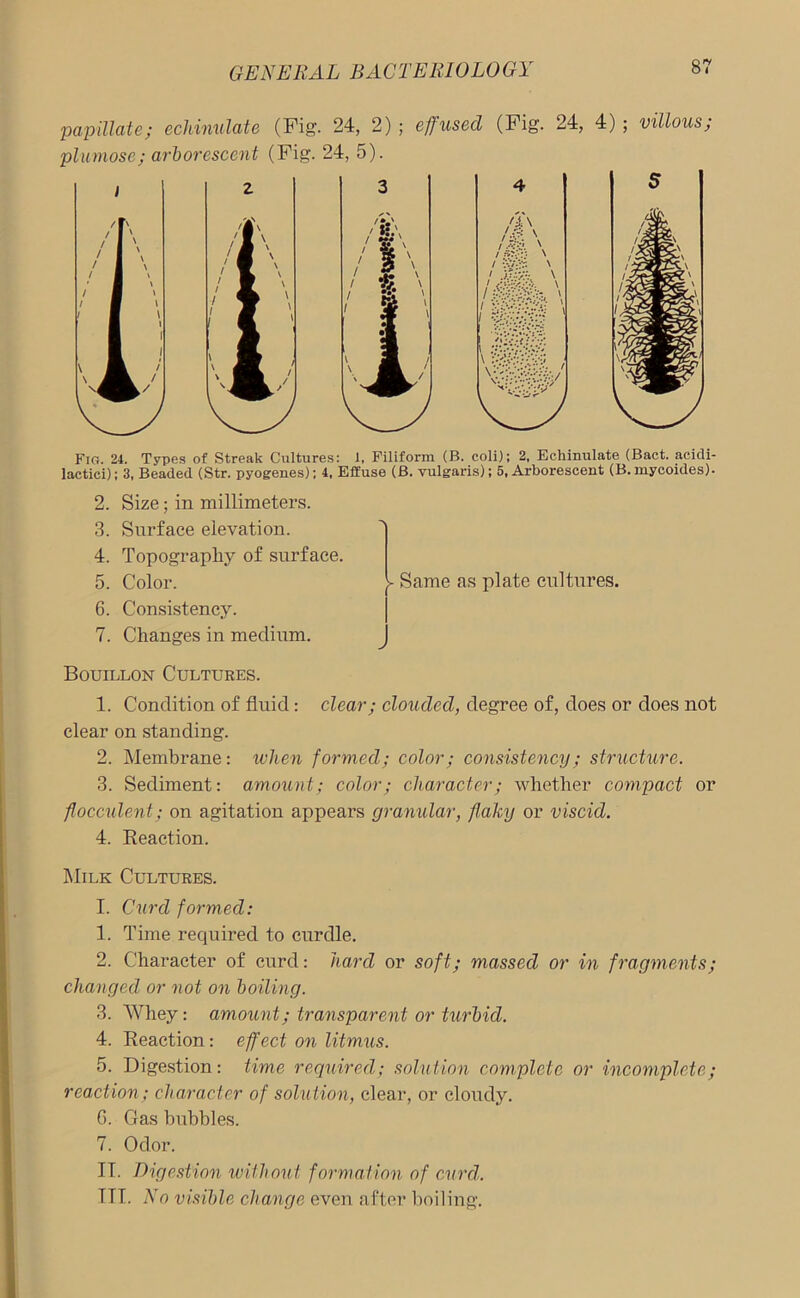 papillate; echinulate (Fig. 24, 2) ; effused (Fig. 24, 4); villous; plumose; arborescent (Fig. 24, 5). Fio. 24. Types of Streak Cultures: 1, Filiform (B. coli); 2, Echinulate (Bact. acidi- lactici); 3, Beaded (Str. pyogenes); 4. Effuse (B. vulgaris); 5, Arborescent (B.mycoides). 2. Size; in millimeters. 3. Surface elevation. 4. Topography of surface. 5. Color. 6. Consistency. 7. Changes in medium. >- Same as plate cultures. Bouillon Cultures. 1. Condition of fluid: clear; clouded, degree of, does or does not clear on standing. 2. Membrane: when formed; color; consistency; structure. 3. Sediment: amount; color; character; whether compact or flocculent; on agitation appears gramdar, flaky or viscid. 4. Reaction. Milk Cultures. I. Cxird formed: 1. Time required to curdle. 2. Character of curd: hard or soft; massed or in fragments; changed or not on boiling. 3. Whey: amount; transparent or turbid. 4. Reaction: effect on litmus. 5. Digestion: time required; solution complete or incomplete; reaction; character of solution, clear, or cloudy. G. Gas bubbles. 7. Odor. IT. Digestion without formation of curdl. ITT. N o visible change even after boiling.