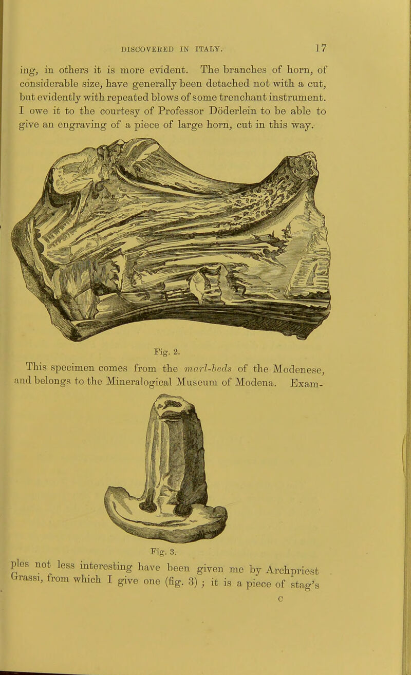 ing, in otliers it is more evident. The brandies of liorn^ of considerable size^ have generally been detached not with a cut, but evidently with repeated blows of some trenchant instrument. I owe it to the courtesy of Professor Doderlein to be able to give an engraving of a piece of large horn, cut in this way. Fig. 2. This specimen comes from the marl-heds of the Modenese, and belongs to the Mineralogical Museum of Modena. Exam- c