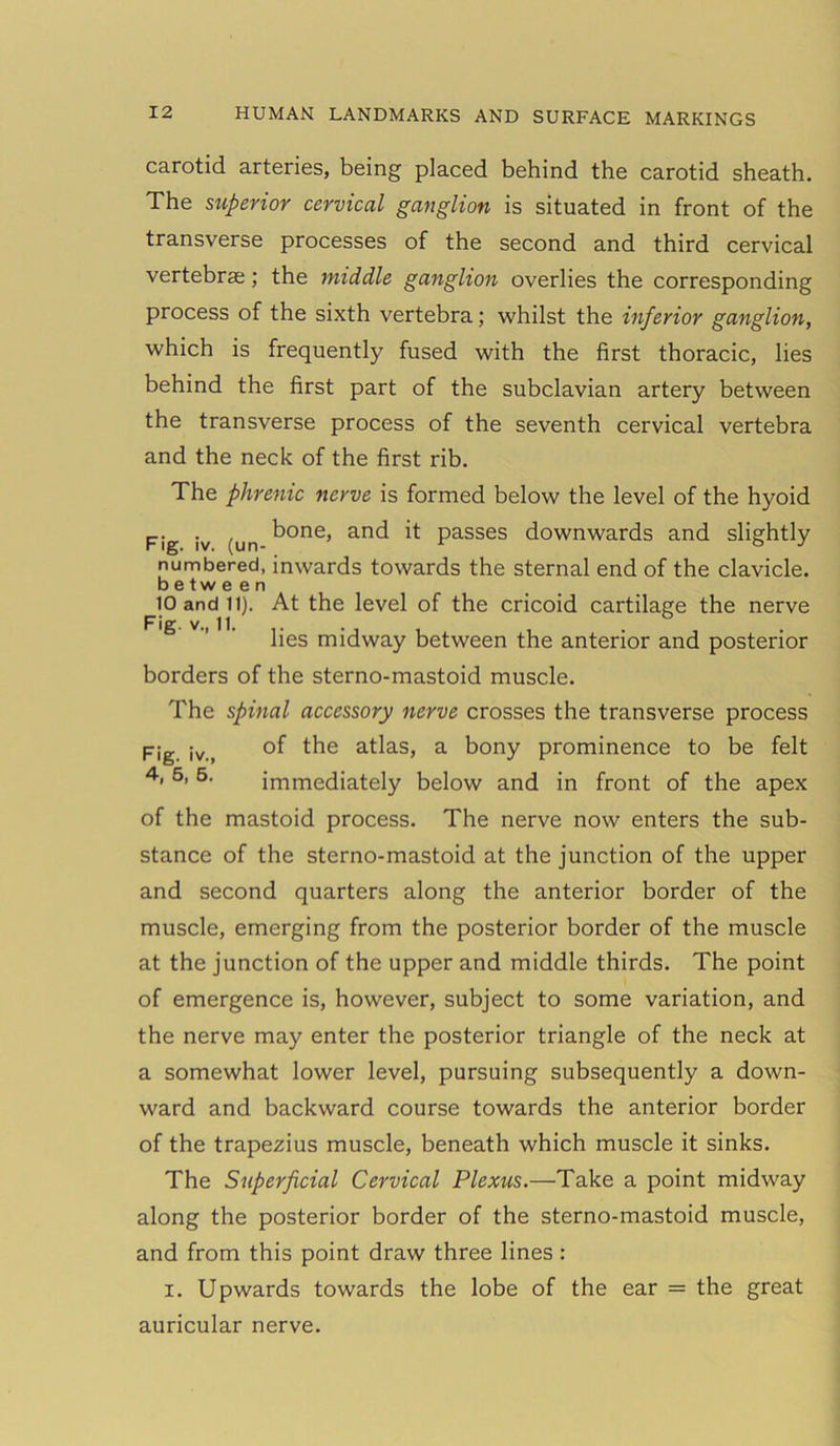 carotid arteries, being placed behind the carotid sheath. The superior cervical ganglion is situated in front of the transverse processes of the second and third cervical vertebrae; the middle ganglion overlies the corresponding process of the sixth vertebra; whilst the inferior ganglion, which is frequently fused with the first thoracic, lies behind the first part of the subclavian artery between the transverse process of the seventh cervical vertebra and the neck of the first rib. The phrenic nerve is formed below the level of the hyoid Fig iv (un ^one, and it passes downwards and slightly numbered, inwards towards the sternal end of the clavicle. b e t w e e n 10 and 11). At the level of the cricoid cartilage the nerve g ’ lies midway between the anterior and posterior borders of the sterno-mastoid muscle. The spinal accessory nerve crosses the transverse process Fig. iv., °f the atlas, a bony prominence to be felt 4, 6, 6. immediately below and in front of the apex of the mastoid process. The nerve now enters the sub- stance of the sterno-mastoid at the junction of the upper and second quarters along the anterior border of the muscle, emerging from the posterior border of the muscle at the junction of the upper and middle thirds. The point of emergence is, however, subject to some variation, and the nerve may enter the posterior triangle of the neck at a somewhat lower level, pursuing subsequently a down- ward and backward course towards the anterior border of the trapezius muscle, beneath which muscle it sinks. The Superficial Cervical Plexus.—Take a point midway along the posterior border of the sterno-mastoid muscle, and from this point draw three lines : i. Upwards towards the lobe of the ear = the great auricular nerve.