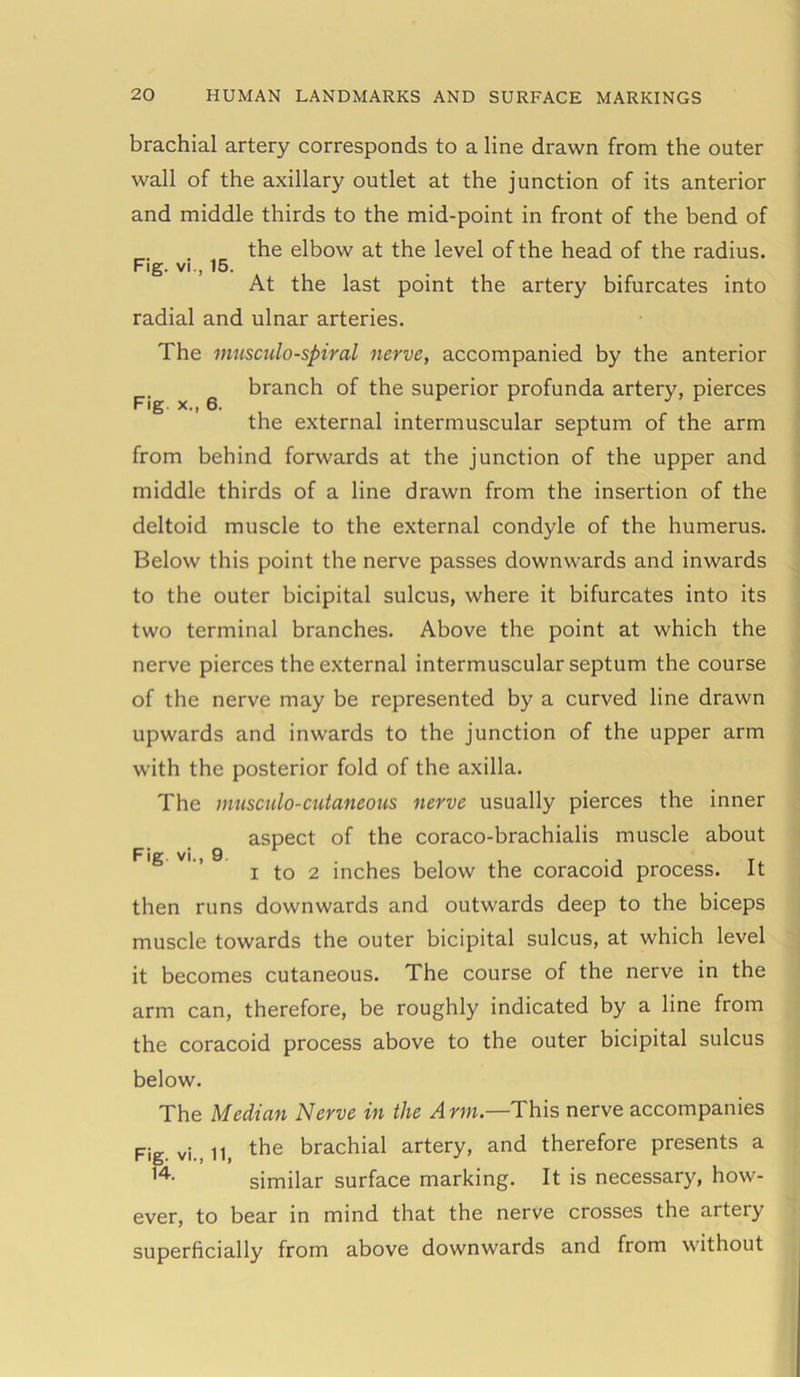 Fig. vi., 15. Fig x., 6. brachial artery corresponds to a line drawn from the outer wall of the axillary outlet at the junction of its anterior and middle thirds to the mid-point in front of the bend of the elbow at the level of the head of the radius. At the last point the artery bifurcates into radial and ulnar arteries. The musculo-spiral nerve, accompanied by the anterior branch of the superior profunda artery, pierces the external intermuscular septum of the arm from behind forwards at the junction of the upper and middle thirds of a line drawn from the insertion of the deltoid muscle to the external condyle of the humerus. Below this point the nerve passes downwards and inwards to the outer bicipital sulcus, where it bifurcates into its two terminal branches. Above the point at which the nerve pierces the external intermuscular septum the course of the nerve may be represented by a curved line drawn upwards and inwards to the junction of the upper arm with the posterior fold of the axilla. The musculo-cutaneous nerve usually pierces the inner aspect of the coraco-brachialis muscle about i to 2 inches below the coracoid process. It then runs downwards and outwards deep to the biceps muscle towards the outer bicipital sulcus, at which level it becomes cutaneous. The course of the nerve in the arm can, therefore, be roughly indicated by a line from the coracoid process above to the outer bicipital sulcus below. The Median Nerve in the Arm.—This nerve accompanies Fig vi. 11, brachial artery, and therefore presents a ,4- similar surface marking. It is necessary, how- ever, to bear in mind that the nerve crosses the artery superficially from above downwards and from without