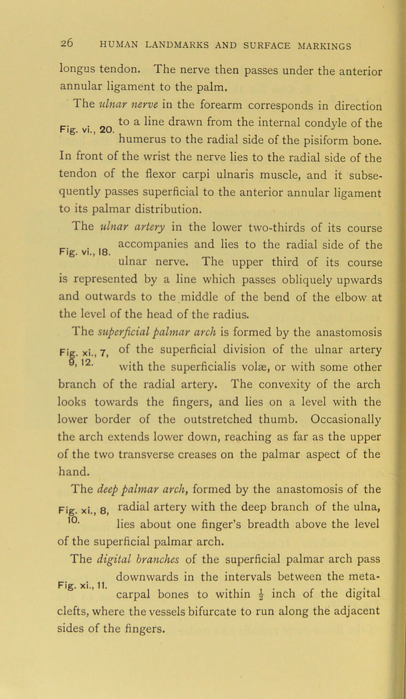 longus tendon. The nerve then passes under the anterior annular ligament to the palm. The ulnar nerve in the forearm corresponds in direction r_. to a line drawn from the internal condyle of the Fig. vi., 20. J humerus to the radial side of the pisiform bone. In front of the wrist the nerve lies to the radial side of the tendon of the flexor carpi ulnaris muscle, and it subse- quently passes superficial to the anterior annular ligament to its palmar distribution. The ulnar artery in the lower two-thirds of its course . , accompanies and lies to the radial side of the Fig. vi., 18. ulnar nerve. The upper third of its course is represented by a line which passes obliquely upwards and outwards to the middle of the bend of the elbow at the level of the head of the radius. The superficial palmar arch is formed by the anastomosis Fig. xi., 7, °f the superficial division of the ulnar artery 9’ ,2- with the superficialis volas, or with some other branch of the radial artery. The convexity of the arch looks towards the fingers, and lies on a level with the lower border of the outstretched thumb. Occasionally the arch extends lower down, reaching as far as the upper of the two transverse creases on the palmar aspect of the hand. The deep palmar arch, formed by the anastomosis of the Fig. xi., 8, ra-dial artery with the deep branch of the ulna, 10, lies about one finger’s breadth above the level of the superficial palmar arch. The digital branches of the superficial palmar arch pass downwards in the intervals between the meta- Fig. xi., 11, carpal bones to within £ inch of the digital clefts, where the vessels bifurcate to run along the adjacent sides of the fingers.