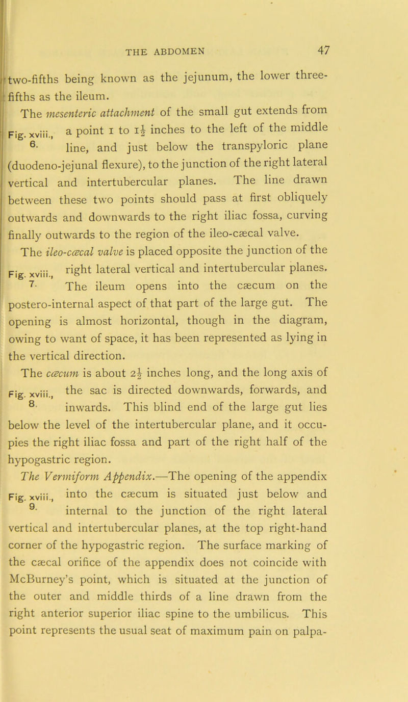 •two-fifths being known as the jejunum, the lower three- • fifths as the ileum. The mesenteric attachment of the small gut extends from ' Fig. xviii., a point i to ij inches to the left of the middle line, and just below the transpyloric plane (duodeno-jejunal flexure), to the junction of the right lateral vertical and intertubercular planes. The line drawn between these two points should pass at first obliquely outwards and downwards to the right iliac fossa, curving finally outwards to the region of the ileo-caecal valve. The ileo-ctzcal valve is placed opposite the junction of the t-- - right lateral vertical and intertubercular planes. Flg. XVIII., O 7- The ileum opens into the caecum on the postero-internal aspect of that part of the large gut. The opening is almost horizontal, though in the diagram, owing to want of space, it has been represented as lying in the vertical direction. The ccecum is about inches long, and the long axis of Fig xviii, the sac is directed downwards, forwards, and 8 inwards. This blind end of the large gut lies below the level of the intertubercular plane, and it occu- pies the right iliac fossa and part of the right half of the hypogastric region. The Vermiform Appendix.—The opening of the appendix Fig. xviii., into the caecum is situated just below and 9‘ internal to the junction of the right lateral vertical and intertubercular planes, at the top right-hand corner of the hypogastric region. The surface marking of the csecal orifice of the appendix does not coincide with McBurney’s point, which is situated at the junction of the outer and middle thirds of a line drawn from the right anterior superior iliac spine to the umbilicus. This point represents the usual seat of maximum pain on palpa-