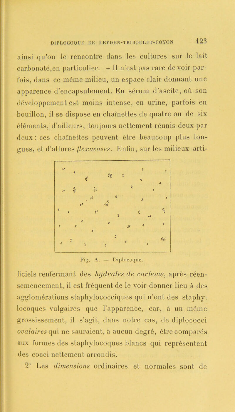 ainsi qu’on le rencontre clans les cultures sur le lait carbonaté,en particulier. - Il n’est pas rare devoir par- fois, dans ce même milieu, un espace clair donnant une apparence d'encapsulement. En sérum d’ascite, où son développement est moins intense, en urine, parfois en bouillon, il se dispose en chaînettes de quatre ou de six éléments, d’ailleurs, toujours nettement réunis deux par deux ; ces chaînettes peuvent être beaucoup plus lon- gues, et d’allures flexueuses. Enfin, sur les milieux arti- Fig. A. — Diplocoque. ficiels renfermant des hydrates de carbone, après réen- semencement, il est fréquent de le voir donner lieu à des agglomérations staphylococciques qui n’ont des staphy- locoques vulgaires que l’apparence, car, à un môme grossissement, il s’agit, dans notre cas, de diplococci ovalaires qui ne sauraient, à aucun degré, être comparés aux formes des staphylocoques blancs qui représentent des cocci nettement arrondis. 2J Les dimensions ordinaires et normales sont de