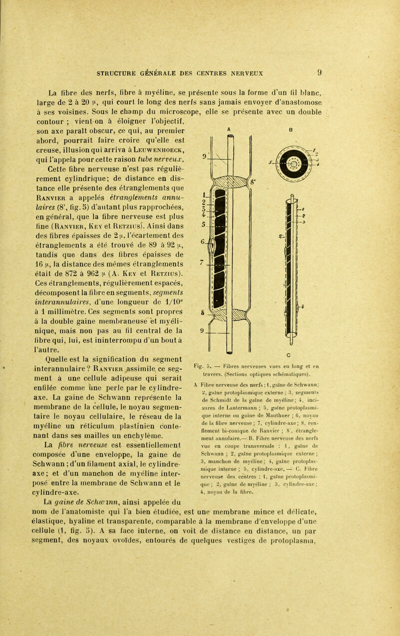 La fibre des nerfs, fibre à myéline, se présente sous la forme d'un fil blanc, large de 2 à 20 \>-, qui court le long des nerfs sans jamais envoyer d'anastomose à ses voisines. Sous le champ du microscope, elle se présente avec un double contour ; vient on à éloigner l'objectif, son axe parait obscur, ce qui, au premier abord, pourrait faire croire qu'elle est creuse, illusion qui arriva à Leuwenhoeck, qui l'appela pour cette raison tube nerveux. Cette fibre nerveuse n'est pas réguliè- rement cylindrique; de distance en dis- tance elle présente des étranglements que Ranvier a appelés étranglements annu- laires (8', fig. 5) d'autant plus rapprochées, en général, que la fibre nerveuse est plus line (Ranvier, Key et Retzius). Ainsi dans des fibres épaisses de 2 y-, l'écartement des étranglements a été trouvé de 89 à 92 [a, tandis que dans des libres épaisses de 16 p., la distance des mêmes étranglements était de 872 à 962 p. (A; Key et Retzius). Ces étranglements, régulièrement espacés, décomposent la fibre en segments, segments interannulaires, d'une longueur de l/10e à 1 millimètre. Ces segments sont propres à la double gaine membraneuse et myéli- nique, mais non pas au 111 central de la libre qui, lui, est ininterrompu d'un bouta l'autre. Quelle est la signification du segment interannulaire? Ranvier assimile ce seg- ment à une cellule adipeuse qui serait enfilée comme une perle parle cylindre- axe. La gaine de Schwann représente la membrane de la cellule, le noyau segmen- taire le noyau cellulaire, le réseau de la myéline un réticulum plastinien conte- nant dans ses mailles un enchylème. La fibre nerveuse est essentiellement composée d'une enveloppe, la gaine de Schwann ; d'un filament axial, le cylindre- axe; et d'un manchon de myéline inter- posé entre la membrane de Schwann et le cylindre-axe. La gaine de Schwznn, ainsi appelée du nom de l'anatomiste qui l'a bien étudiée, est une membrane mince et délicate, élastique, hyaline et transparente, comparable à la membrane d'enveloppe d'une cellule (1, fig. o). A sa face interne, on voit de distance en distance, un par segment, des noyaux ovoïdes, entourés de quelques vestiges de protoplasma, Fig. 5. — Fibres nerveuses vues en long et en travers. (Sections optiques schématiques). A Fibre nerveuse des nerfs : 1, gaine de Schwann : -, gaine, protopiasmique externe ; 3, segtnenls de Schmidt de la gaine de myéline; 4, inci- sures de Lantermann ; 5, gaine protopiasmi- que interne ou gaine de Mauthner ; 6, noyau de la fibre nerveuse; 7, cylindre-axe; 8, ren- flement bi-conique de Ranvier ; 8', étrangle- ment annulaire.— B. Fibre nerveuse des nerfs vue en coupe transversale : I , gaine de Schwann ; 2, gaine protopiasmique externe ; 3, manchon de myéline; 4, gaine protopias- mique interne; 5, cylindre-axe.— ('.. Fibre nerveuse des centres ; 1, gaine protopiasmi- que; 2, gaine de myéline ; 3. cylindre-axe ; 4, noyau de la fibre.